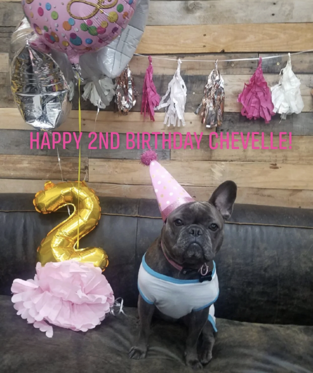 A French bulldog sitting on a dark leather couch wearing a pink party hat with white polka dots and a white shirt with blue trim, celebrating her second birthday. Behind her, colorful balloons, including a gold number 2, and pink paper decorations are displayed on a wooden wall with the text 'HAPPY 2ND BIRTHDAY CHEVELLE!'