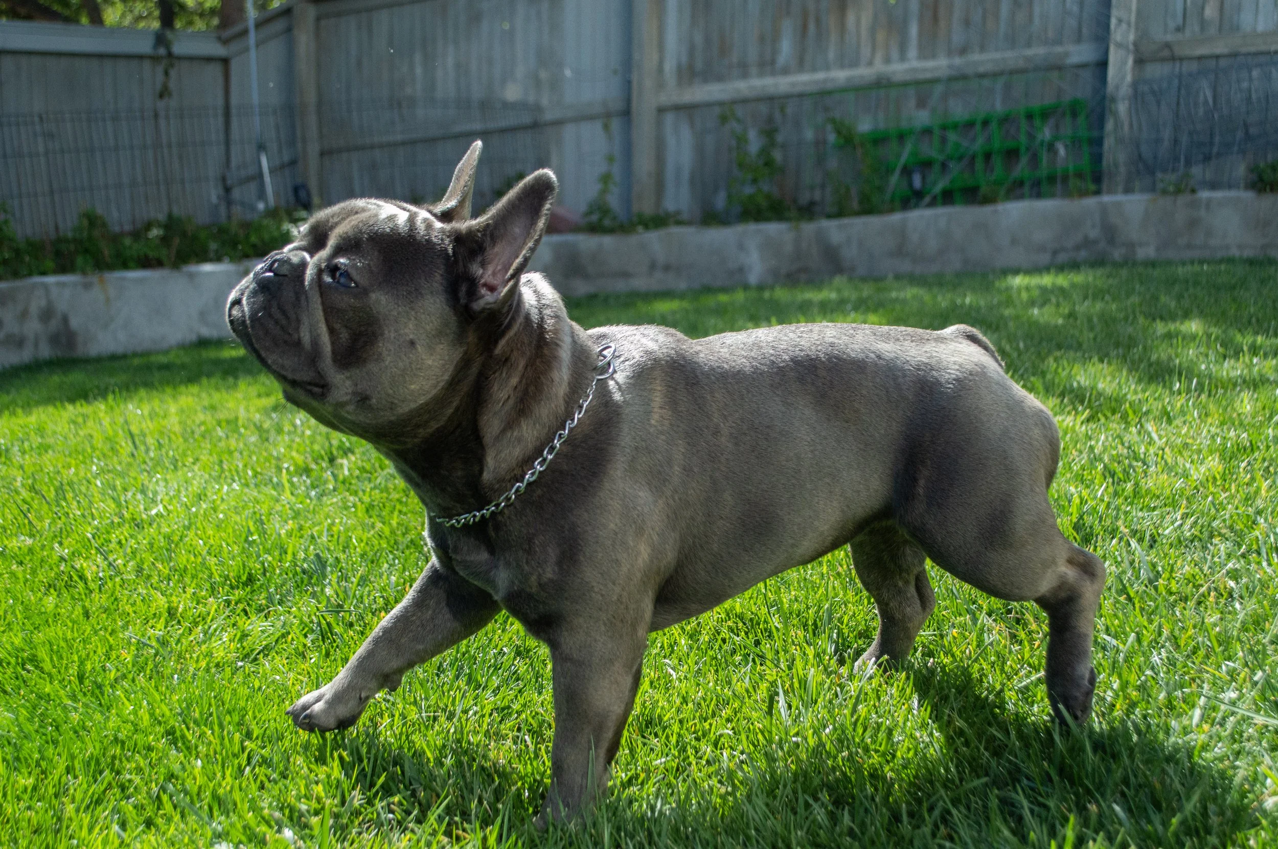 A young dog with a dark coat and a white marking on its face is running on green grass in a backyard, with a wooden fence and some garden tools in the background.