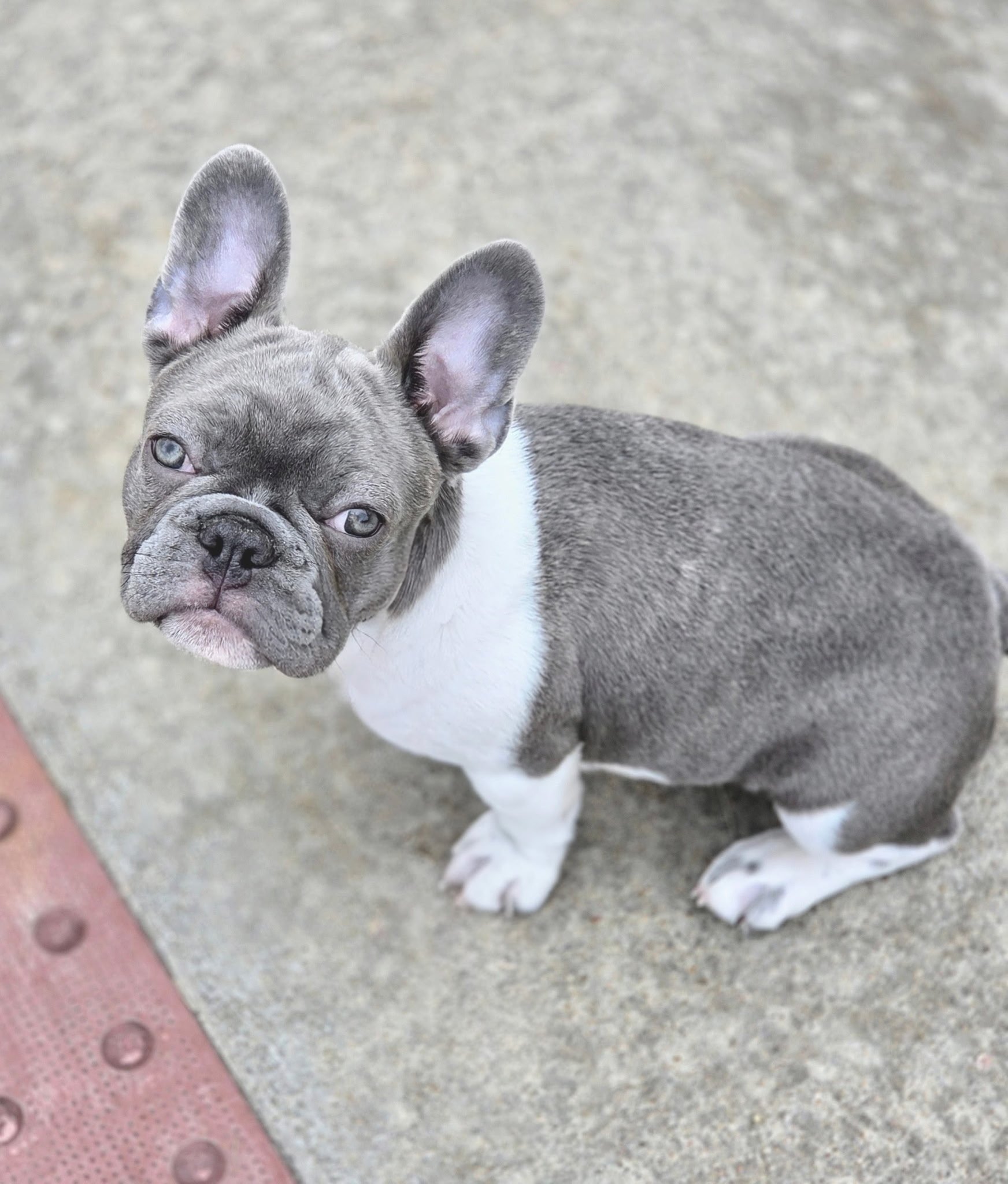A gray and white French Bulldog puppy with large ears looking into the camera, standing on a concrete sidewalk next to a strawberry-colored textured surface.