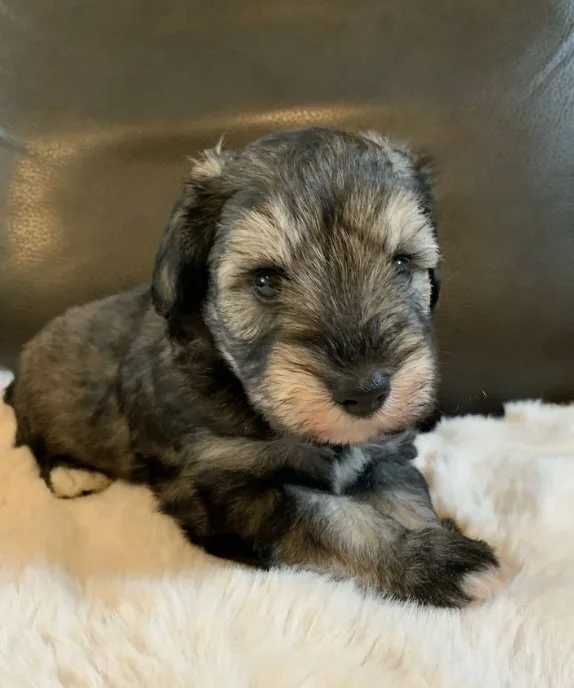 A cute puppy with gray and black fur lying on a soft white blanket.