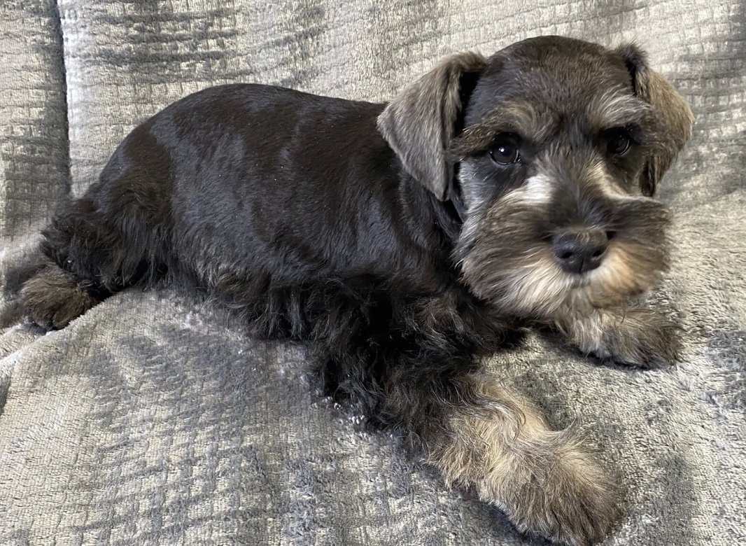 A cute puppy with gray and black fur, lying on a textured gray blanket, looking at the camera.
