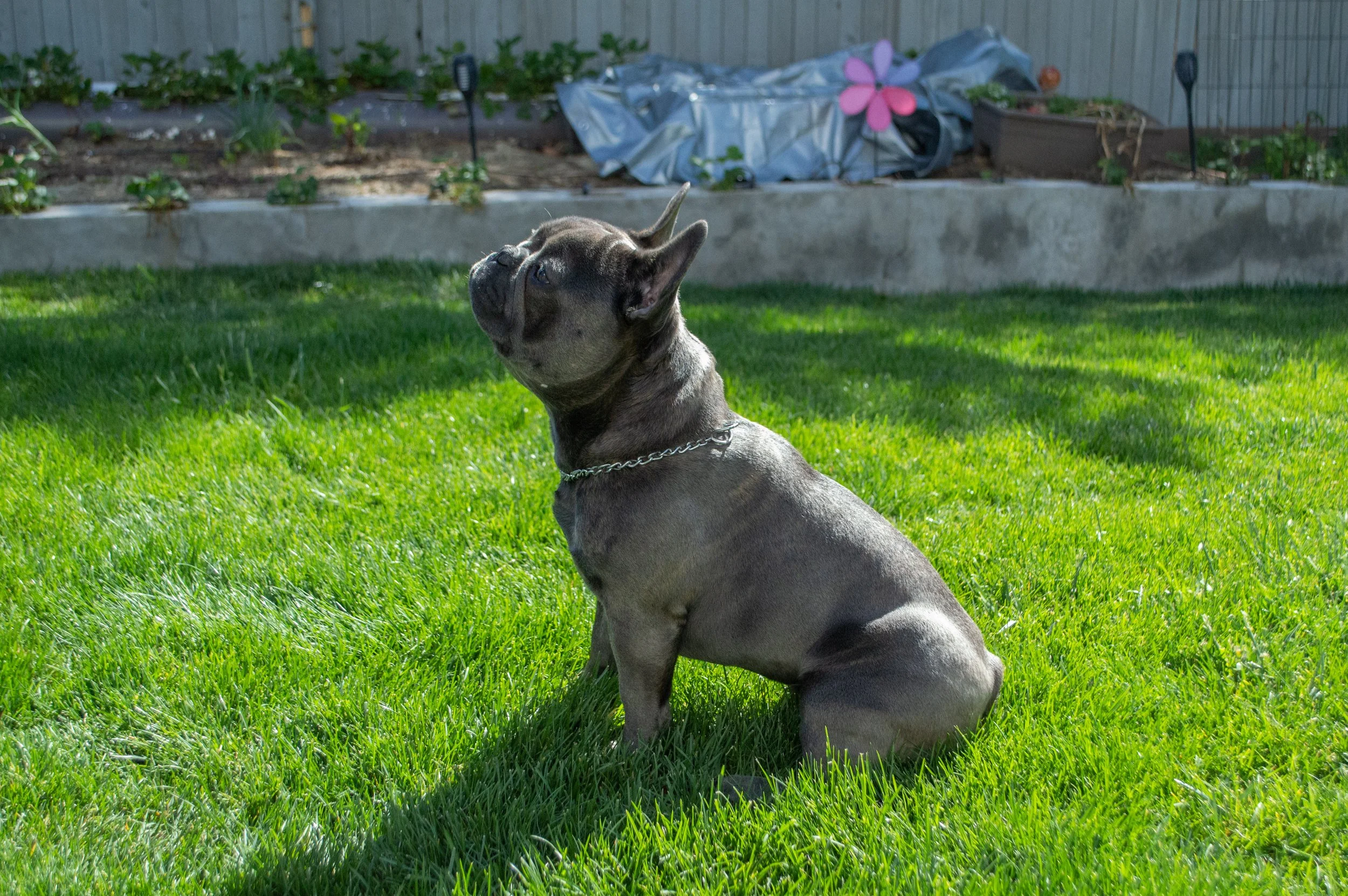 A sitting dog on green grass in a backyard with a garden bed and a gray fence in the background.