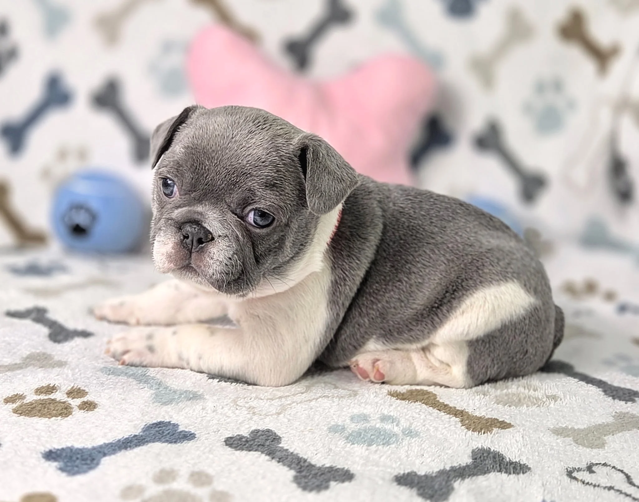 A gray and white puppy with blue eyes lying on a white blanket with multicolored paw prints, with a blurred pink star-shaped toy in the background.