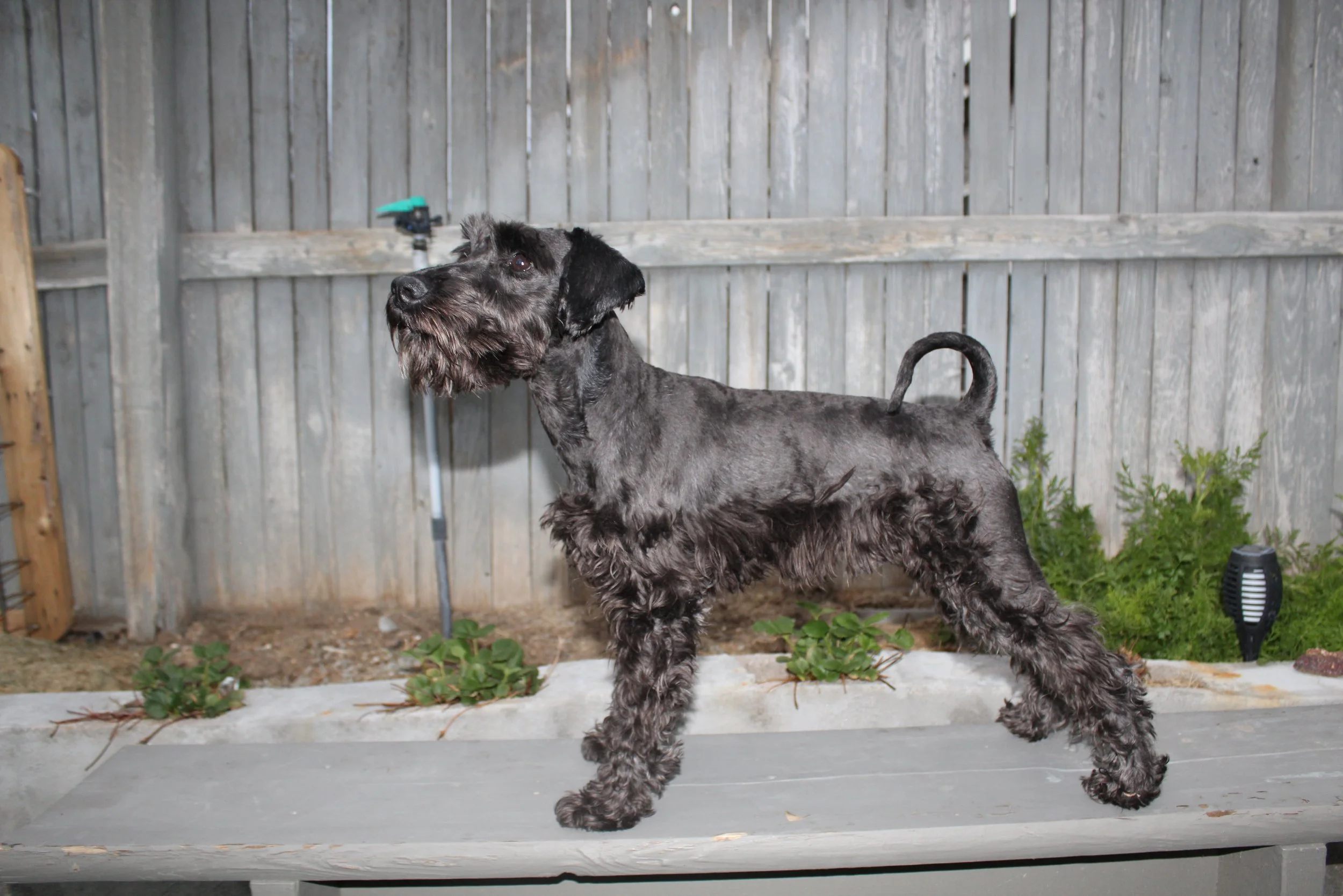 Black dog with curly fur standing on a porch with a wooden fence in the background.
