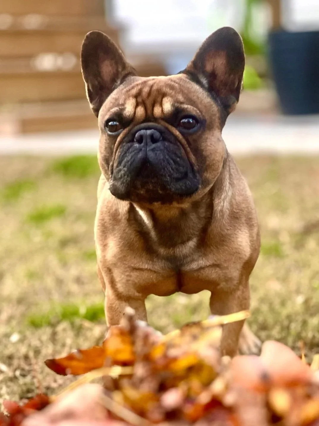 A French Bulldog looking at a treat being held in front of it outside on grass, with a blurred background of stairs and a potted plant.