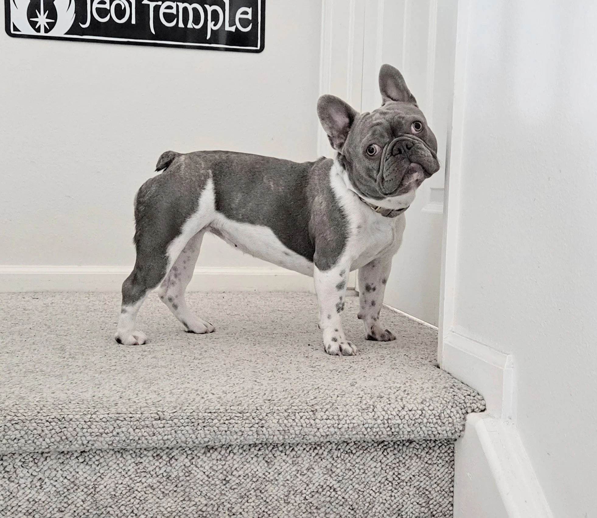 A gray and white Boston terrier puppy standing on carpet in a room, with white walls and a partial sign reading 'temple' in the background.
