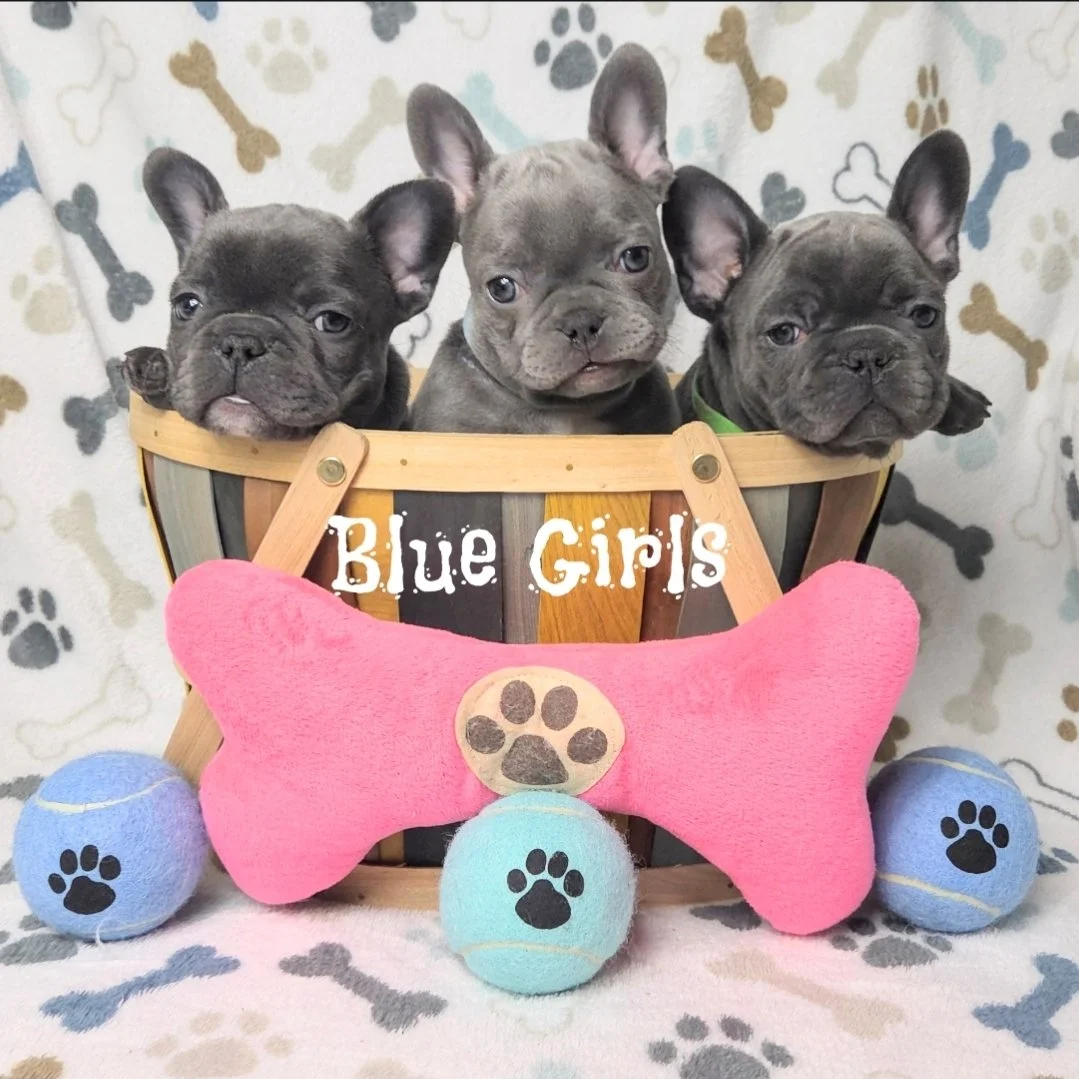 Periwinkle, Silvermist, Tinkerbell 