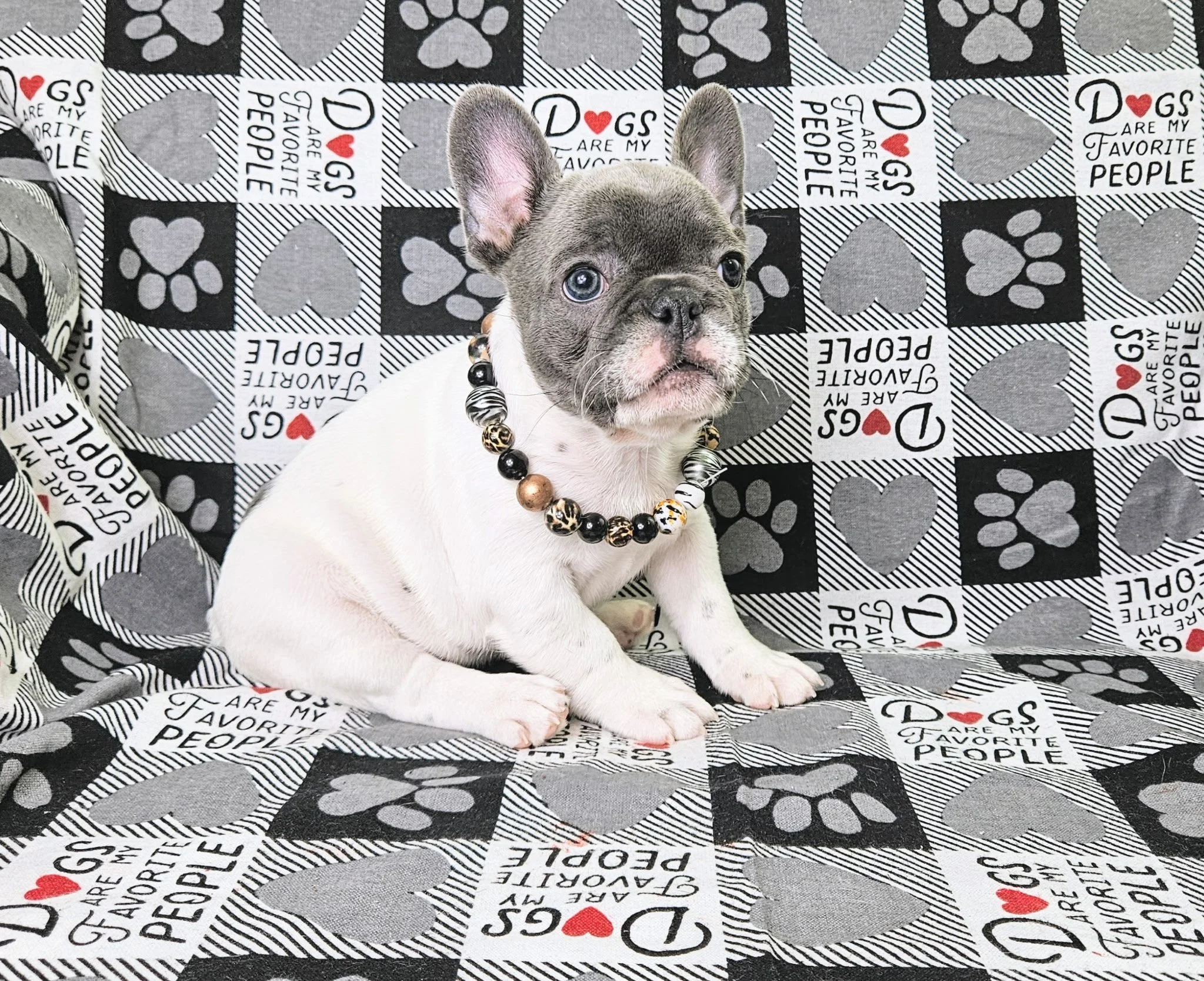 A young French Bulldog puppy with a tan and white coat wearing a beaded necklace, sitting on a black, gray, and white blanket with heart and paw prints and written messages.