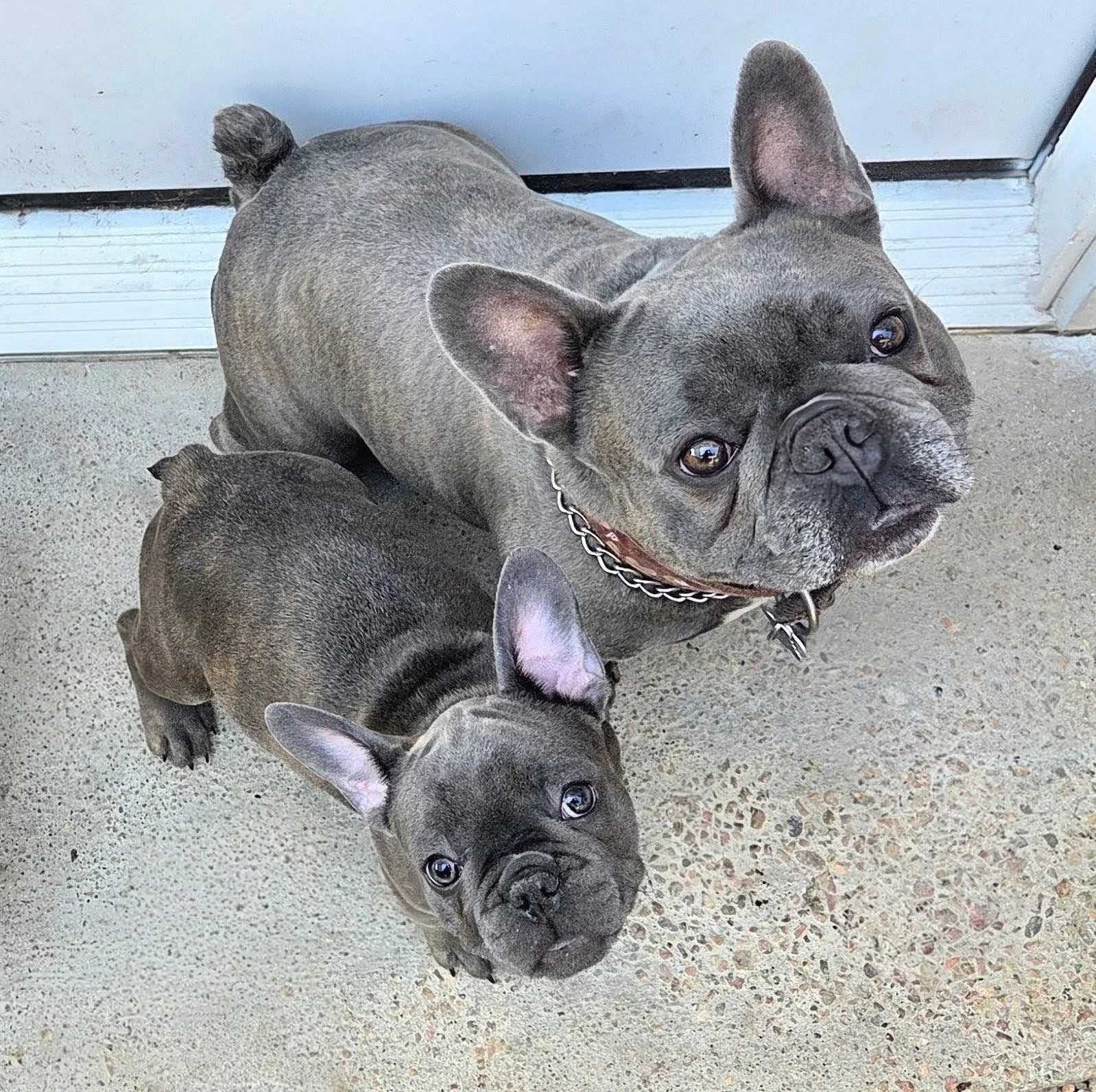 This image shows a group of French bulldogs lying on a concrete floor near a door, looking up at the camera.