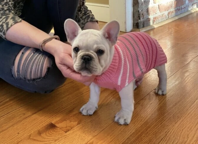 A French Bulldog puppy wearing a pink and gray sweater, standing on a wooden floor with a person kneeling nearby.