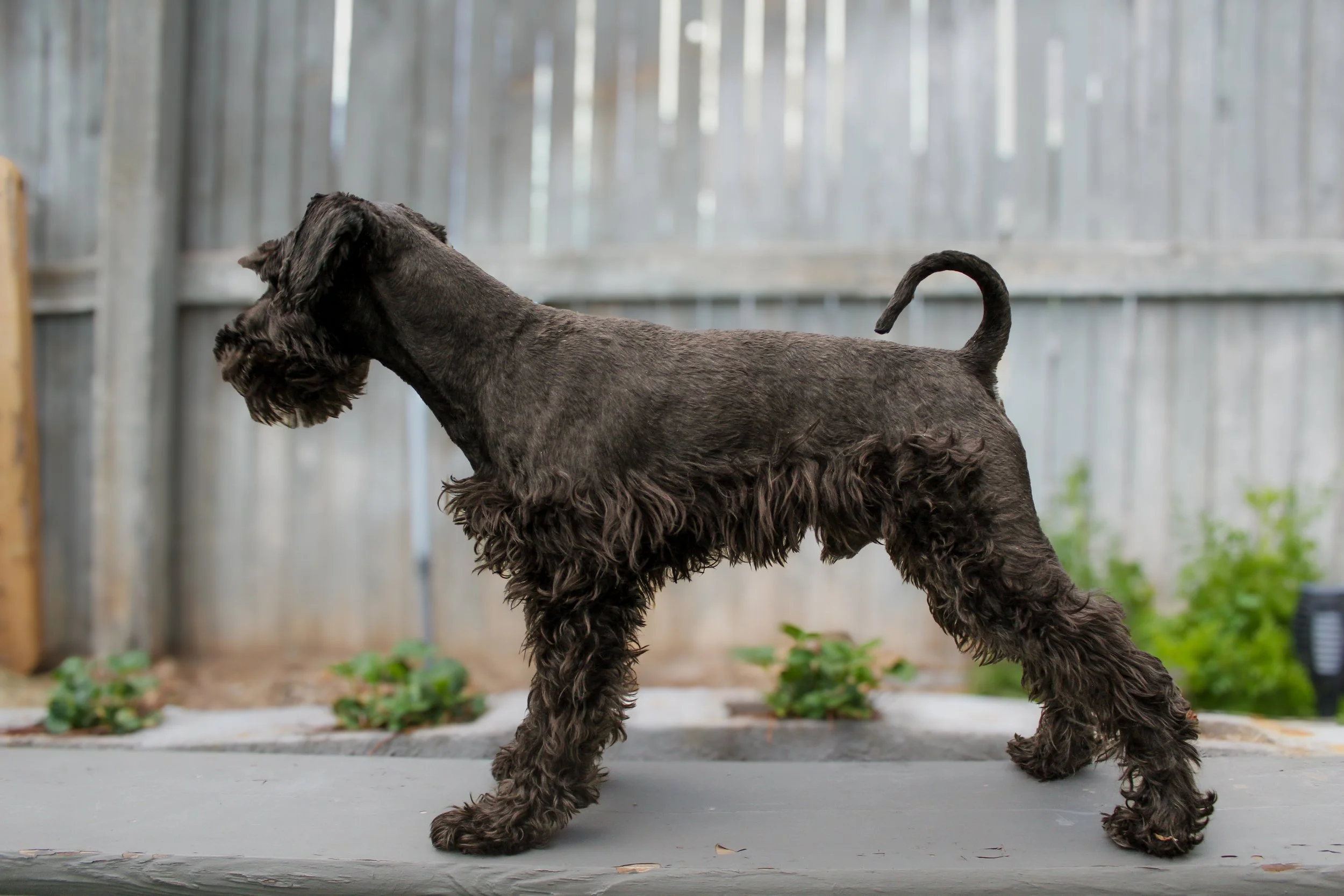 A black curly-coated dog standing outdoors on a concrete surface with a wooden fence in the background.