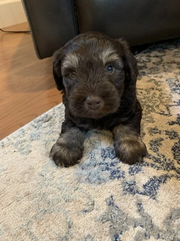 A cute puppy with dark brown and tan fur sitting on a patterned rug indoors.