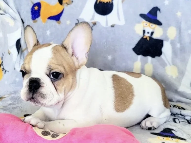 A French Bulldog puppy with a mostly white coat and tan markings lying on a bed with a pink plush toy. The bed has a Halloween-themed blanket or sheet with cartoon witches and ghosts in the background.