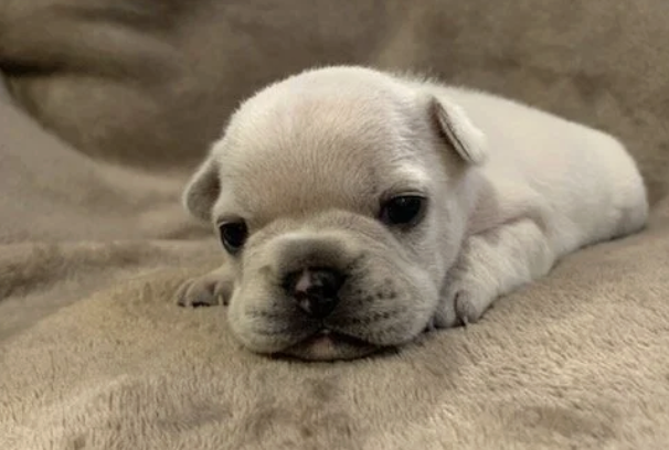 A tiny, cream-colored French Bulldog puppy lying on a soft beige blanket.
