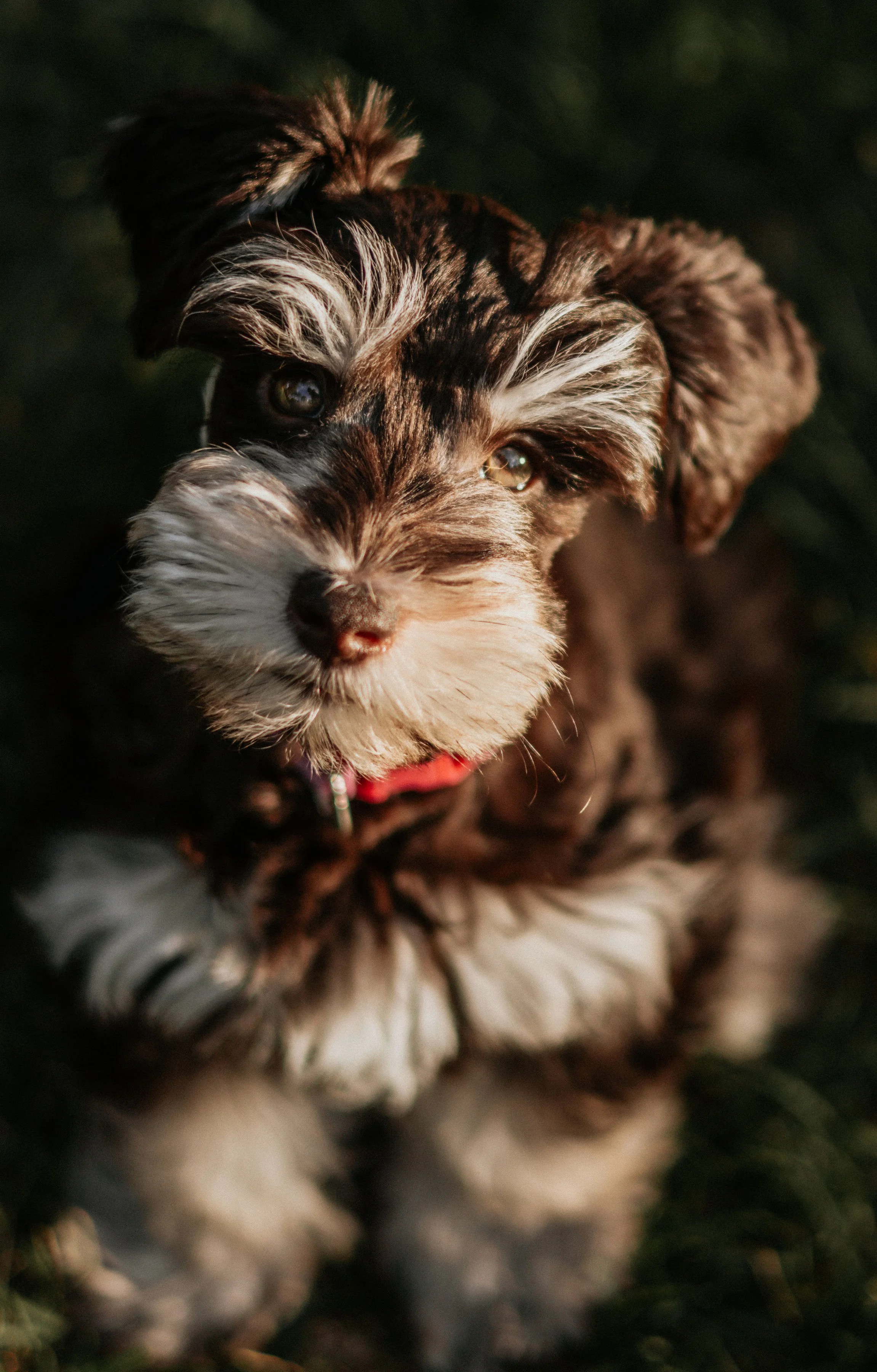 A close-up of a cute puppy with fluffy fur, mainly black, white, and brown, looking at the camera with a background of greenery.