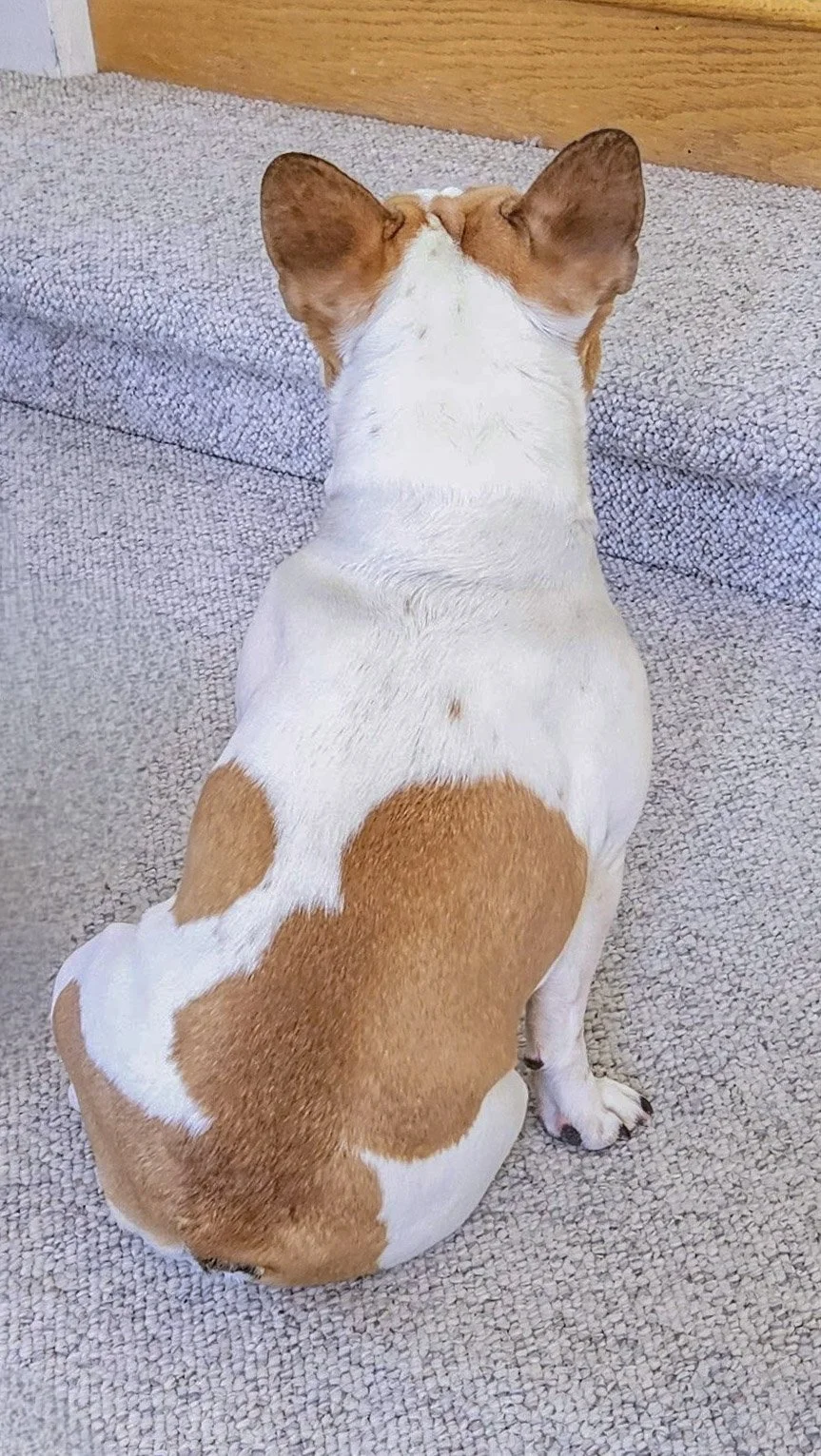 Rear view of a small dog with white and brown fur, sitting on a textured gray carpet facing a wooden wall.