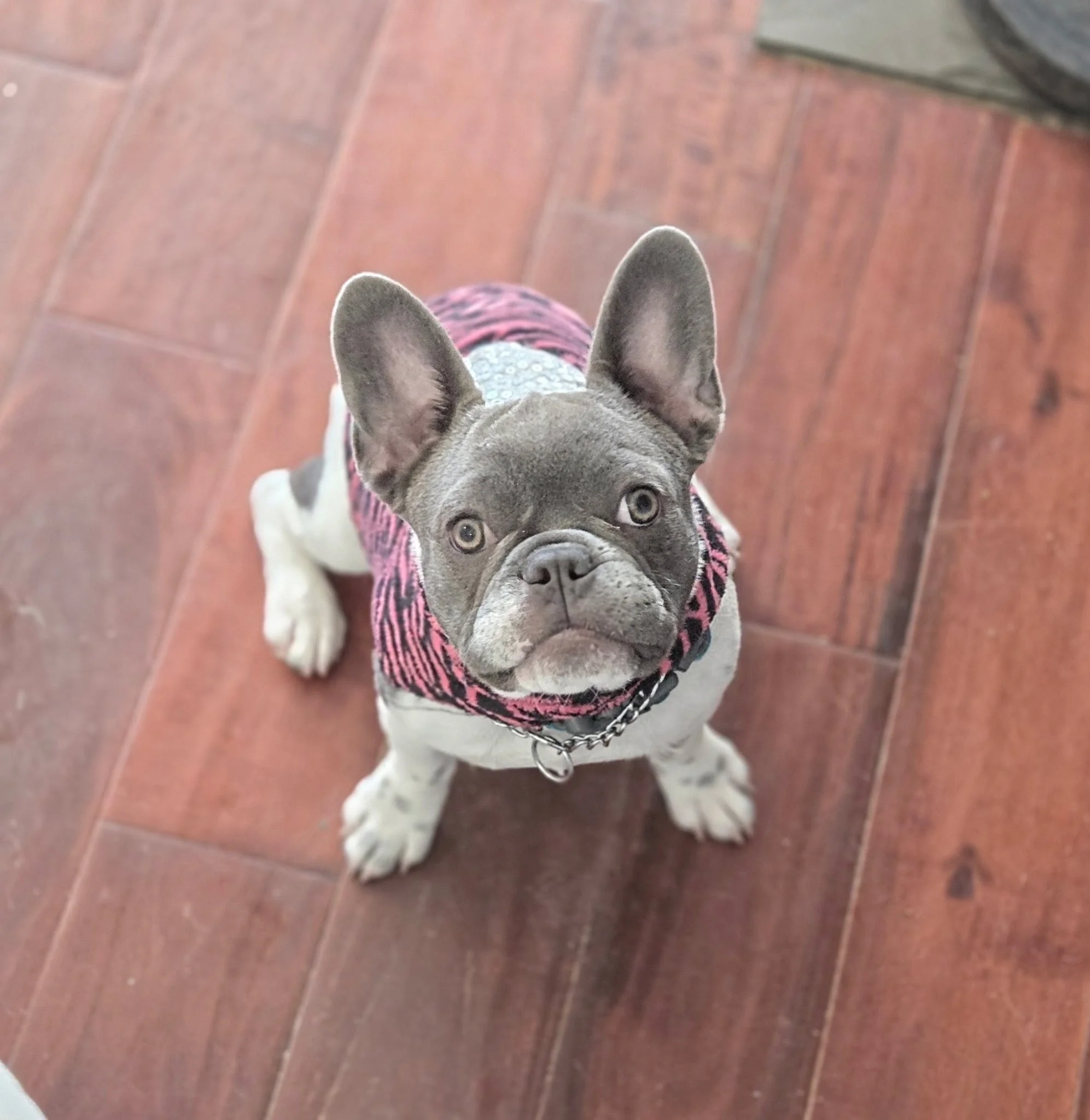 A dog looking up at the camera with large, upright ears, gray fur, and expressive eyes, wearing a pink and gray sweater, standing on a reddish-brown tiled floor.
