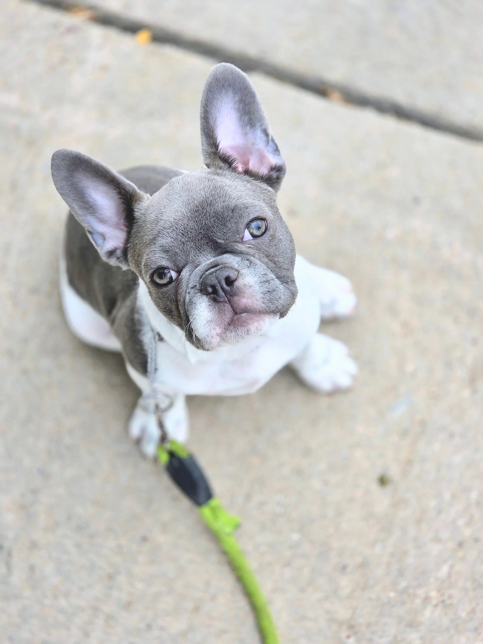 Close-up of a young French Bulldog puppy with gray and white fur, standing on concrete ground, looking up at the camera with one ear slightly bent and a black leash attached to a green harness.