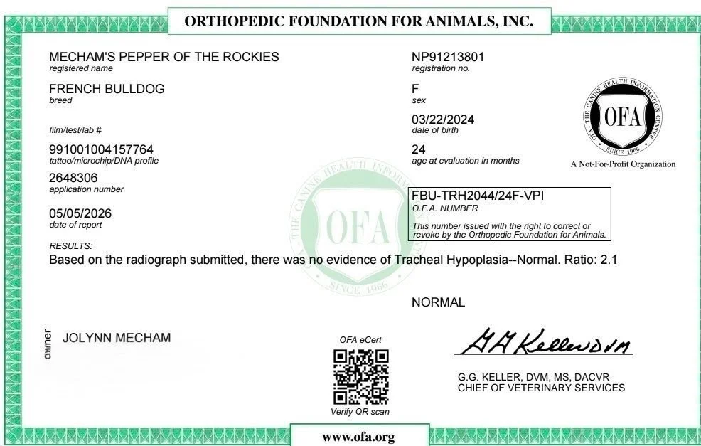 Veterinary health certificate for a French Bulldog named Mecham's Pepper of the Rockies, issued by the Orthopedic Foundation for Animals, indicating no evidence of Tracheal Hypoplasia.