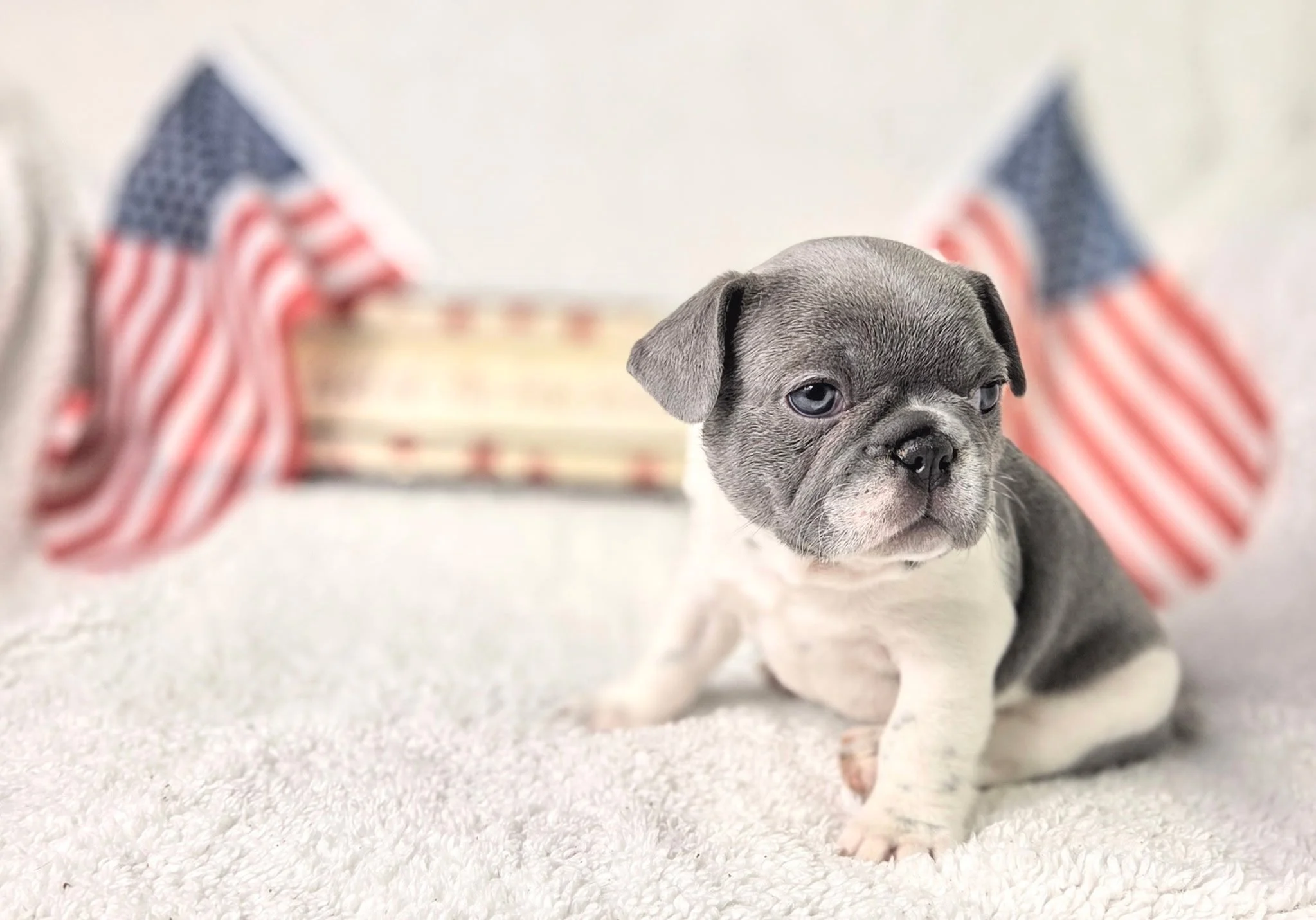 Close-up of a gray puppy with blue eyes, standing on a white textured surface. In the background, blurred American flags are visible.