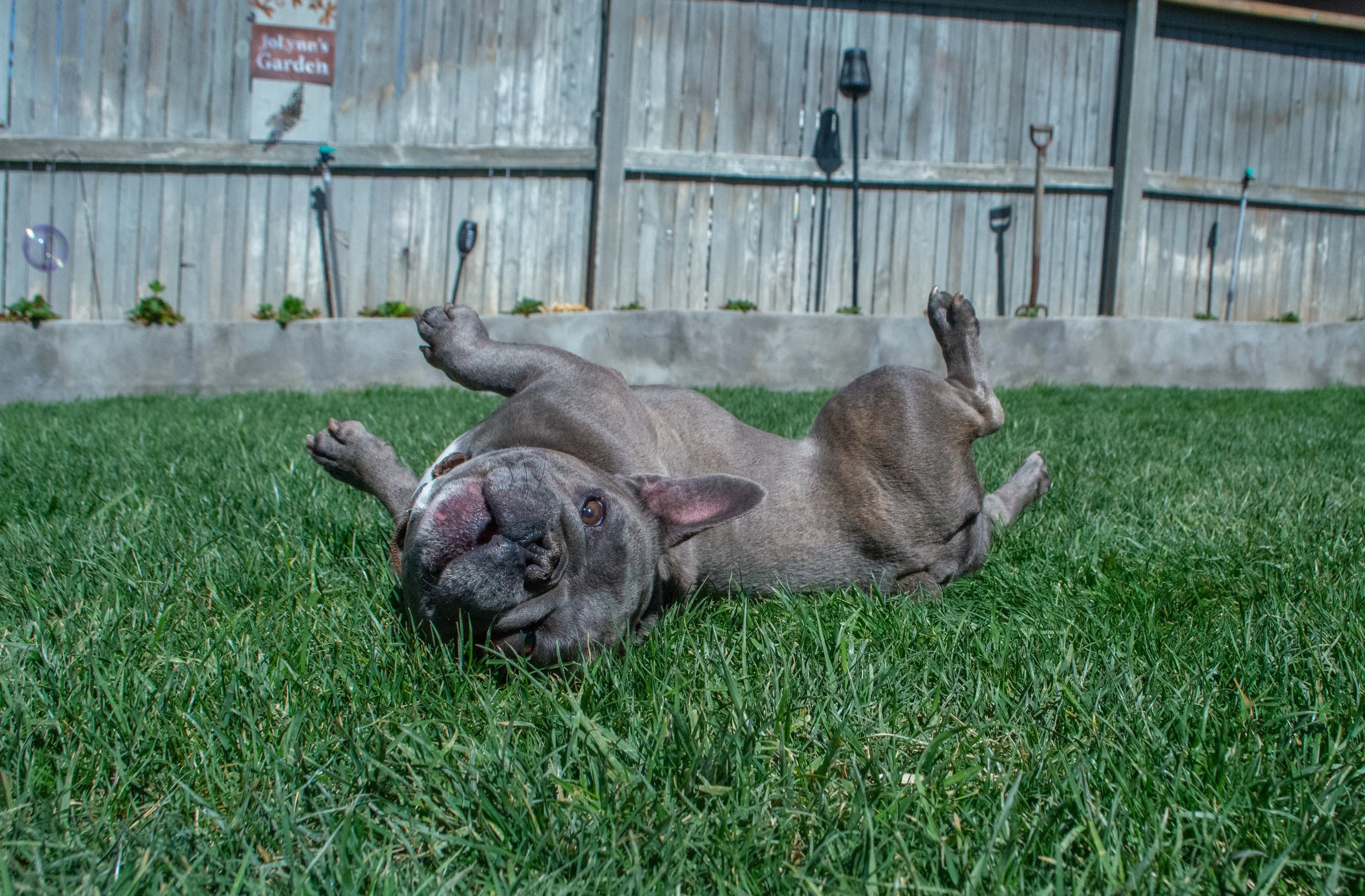 A playful puppy lying on its back on green grass in a backyard, with gardening tools hanging on a wooden fence behind it.