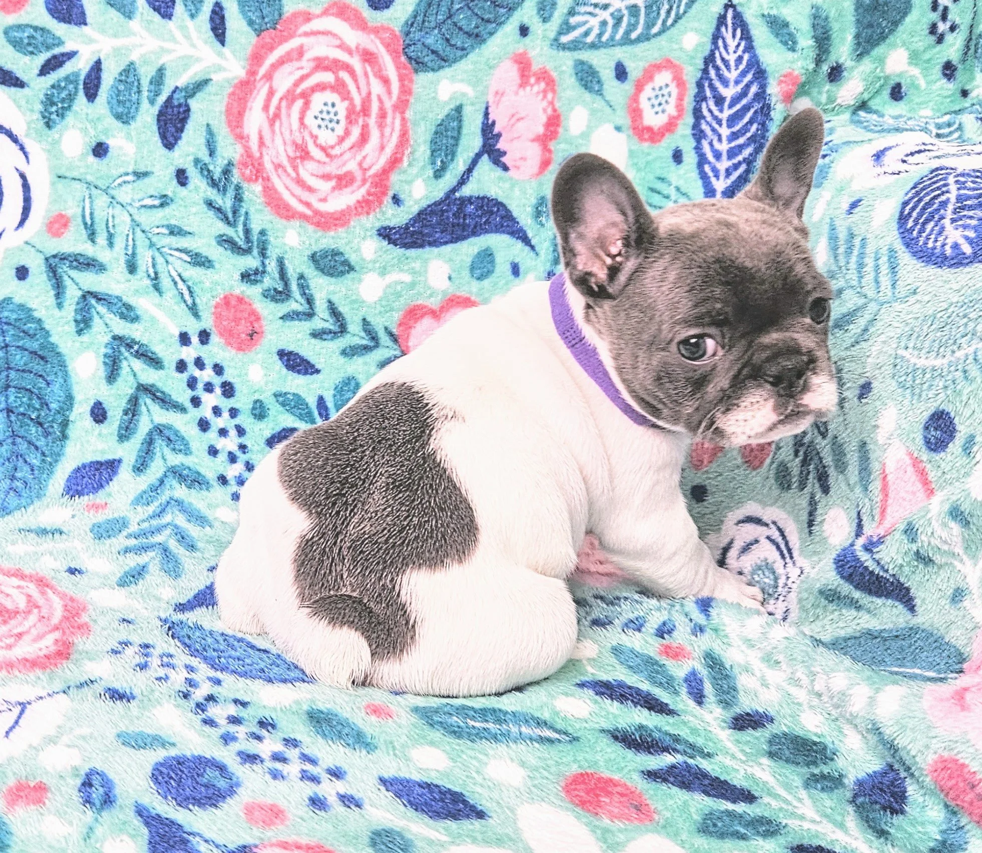 A puppy with a brown face and ears, wearing a purple collar, lying on a colorful floral patterned blanket.
