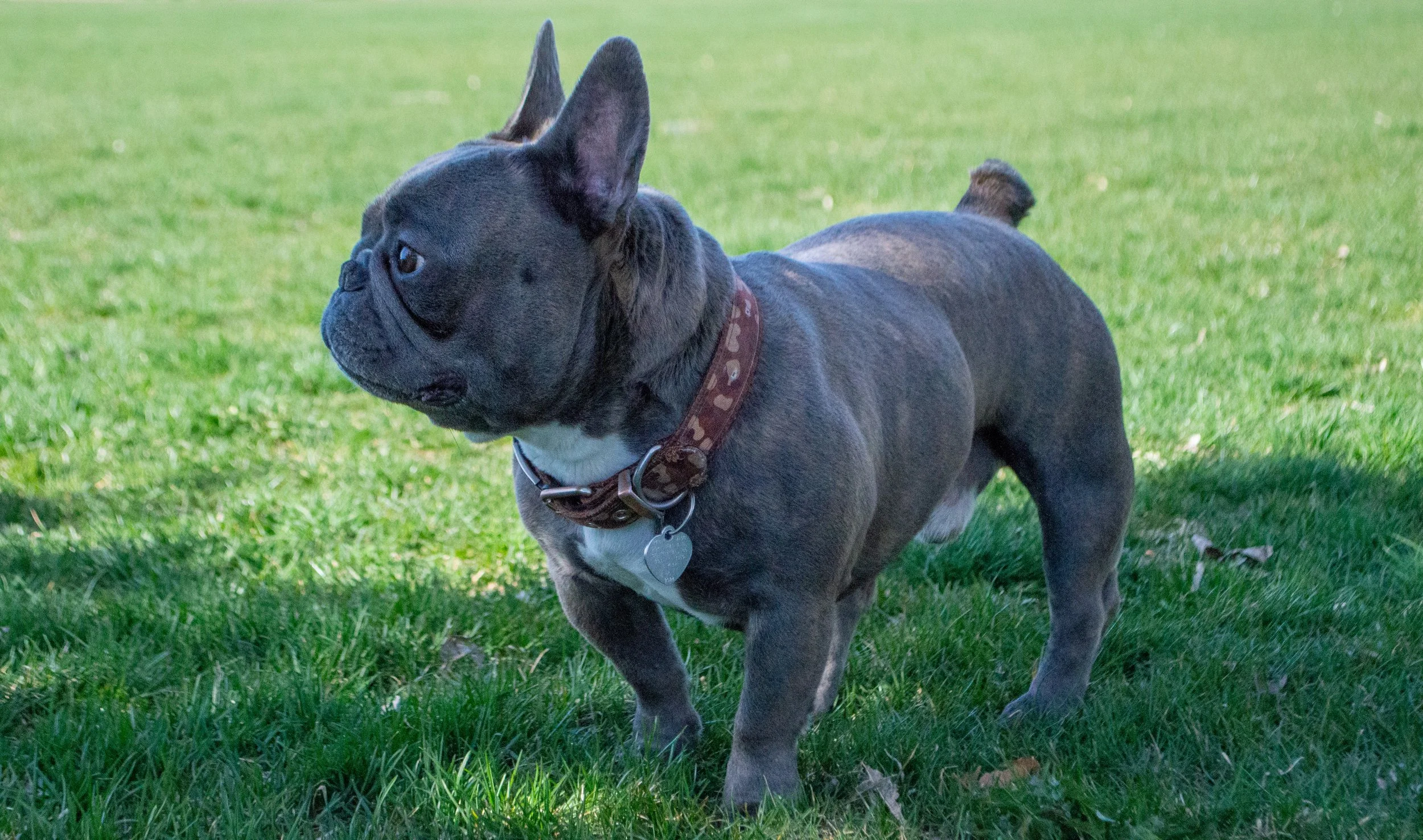 A gray French Bulldog standing on green grass during daytime, wearing a brown collar with heart patterns and a silver heart-shaped tag.