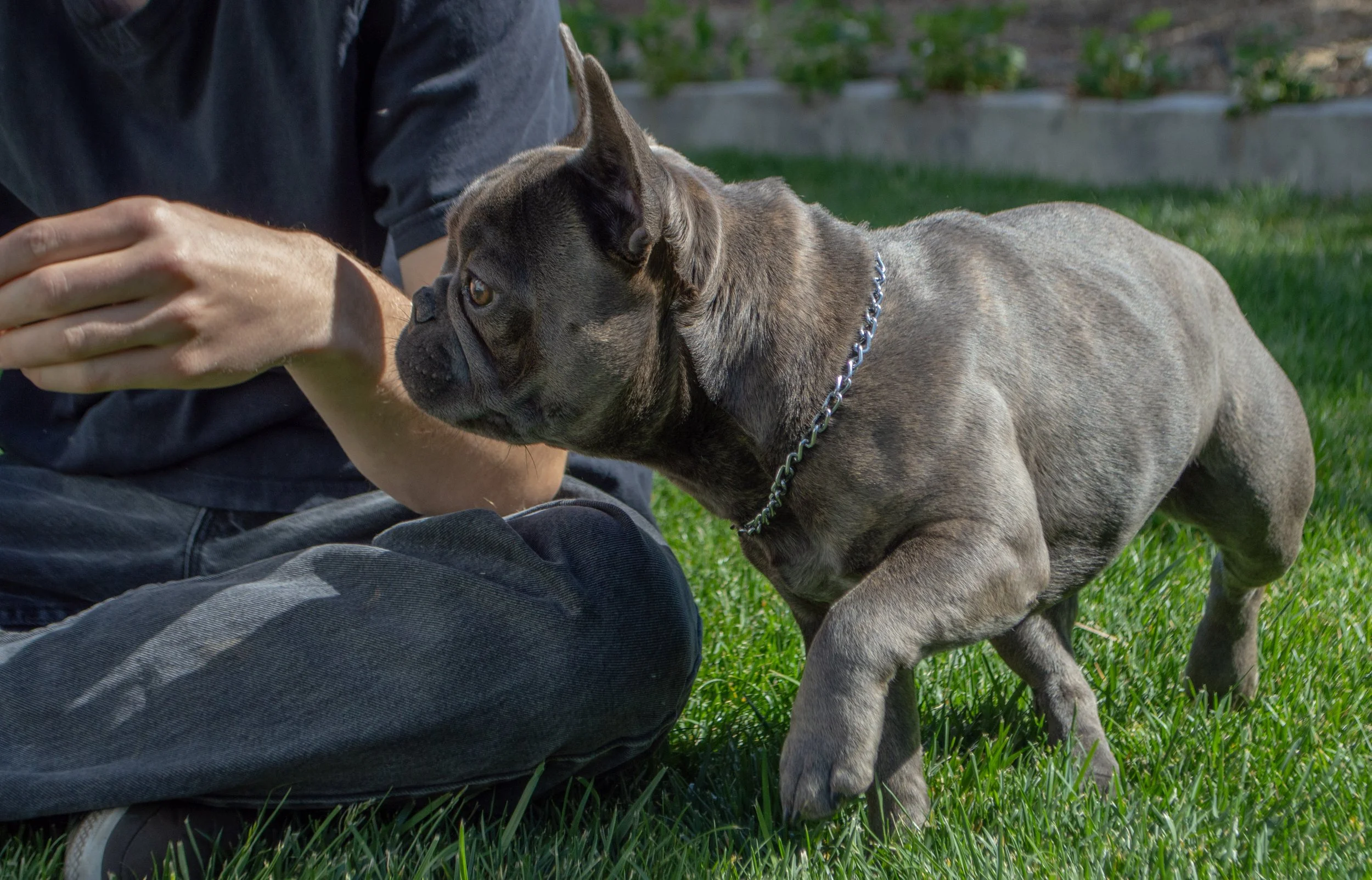 A person sitting on grass interacting with a playful brown brindle puppy dog, both engaging in a gentle bite game outdoors.