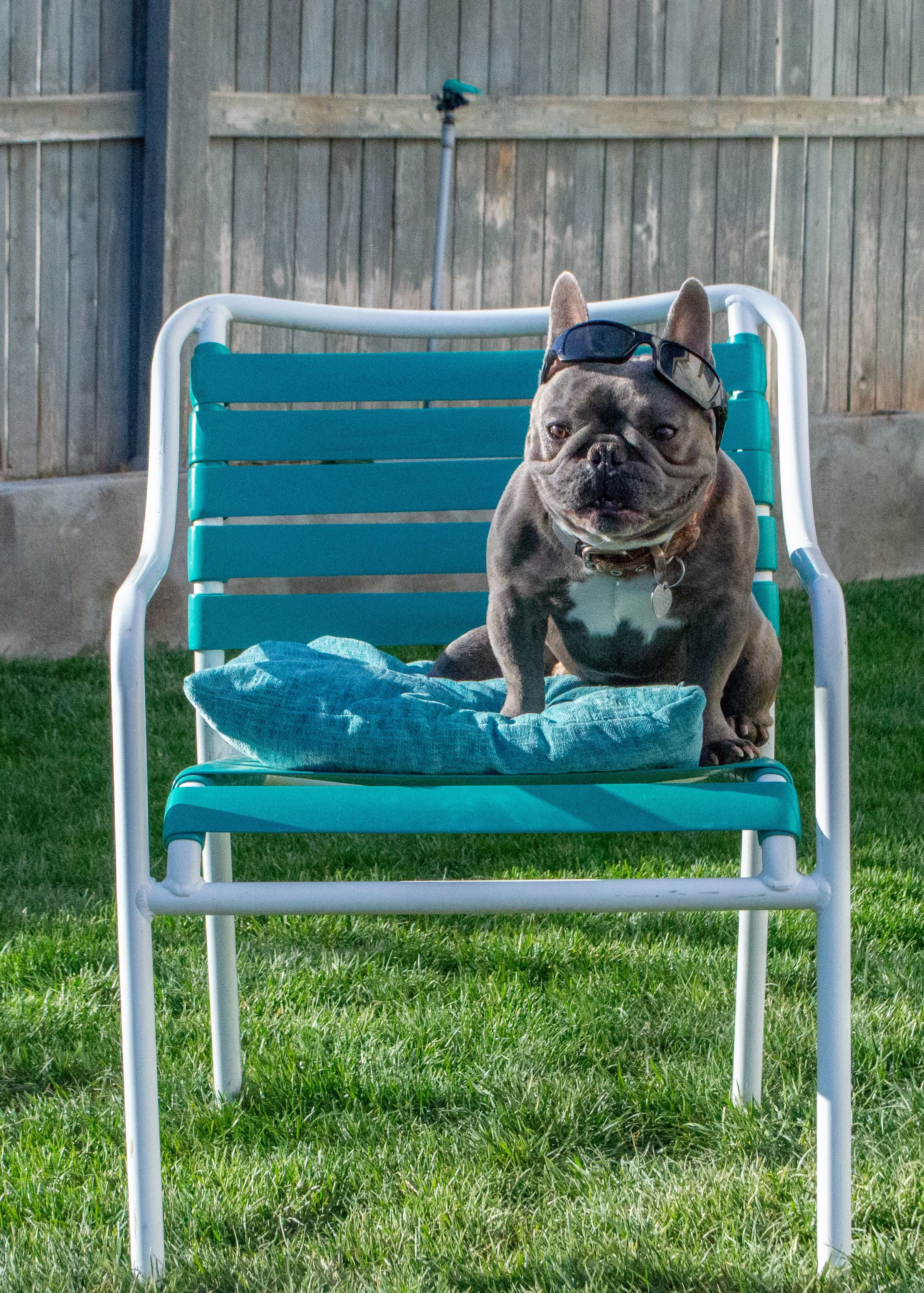 A French Bulldog sitting on a blue patio lounge chair outdoors, wearing sunglasses on its head, with a wooden fence and garden hose in the background.