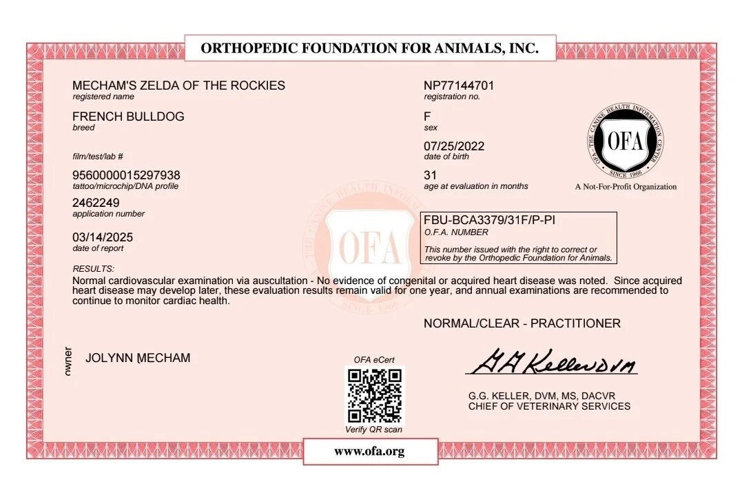 Veterinary certification document for a French Bulldog named Mecham's Zelda of the Rockies, issued by the Orthopedic Foundation for Animals.