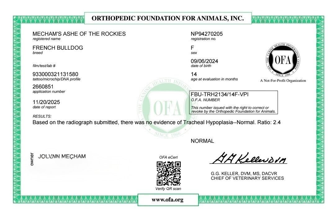 Veterinary medical report for a French Bulldog named Mecham's Ashe of the Rockies showing normal tracheal radiograph results, issued by the Orthopedic Foundation for Animals.
