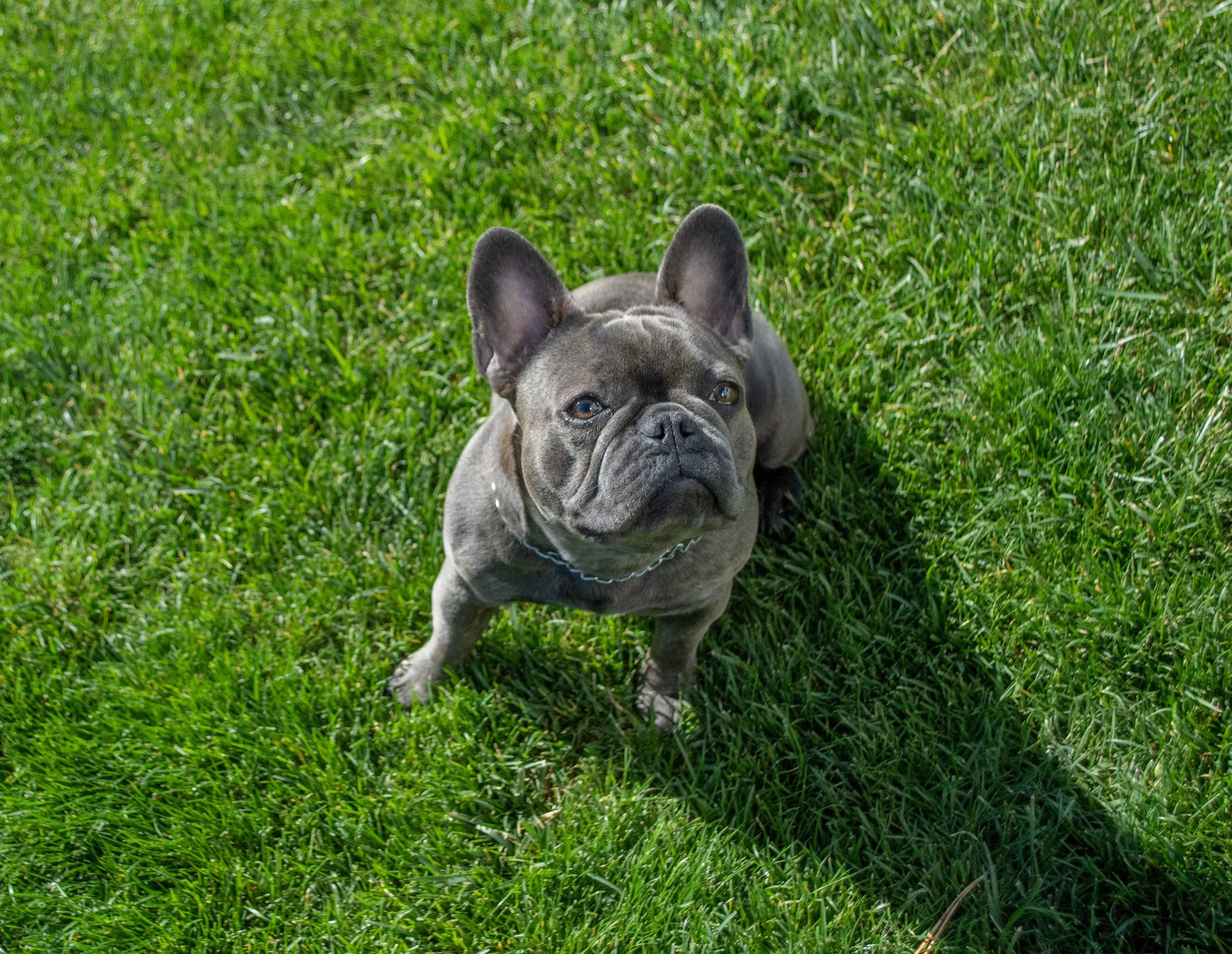 A gray French Bulldog puppy lying on green grass, looking up at the camera.