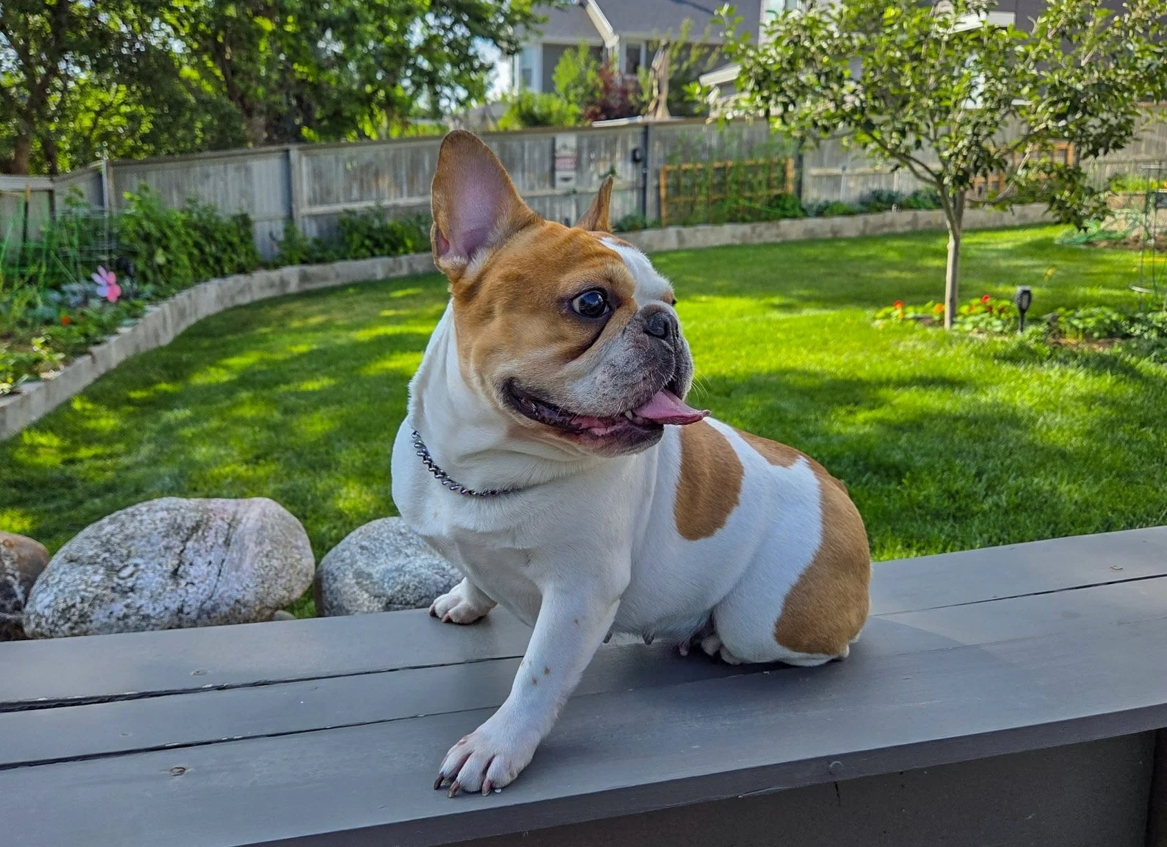A cute Boston Bulldog sitting on a wooden bench in a backyard garden with green grass, plants, a small tree, and a wooden fence in the background. The dog is panting, with its tongue out, and appears happy.