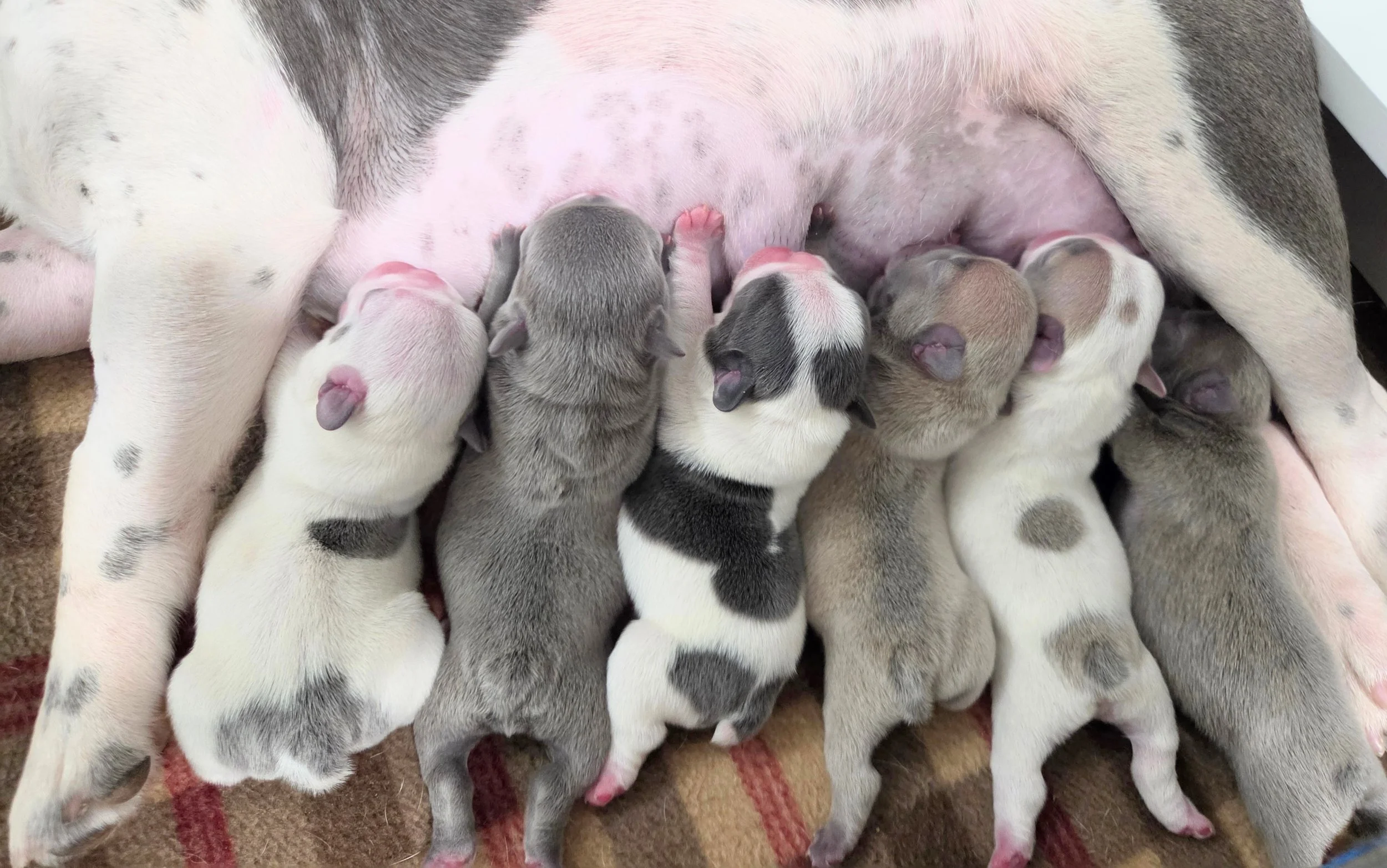 Milk Bar