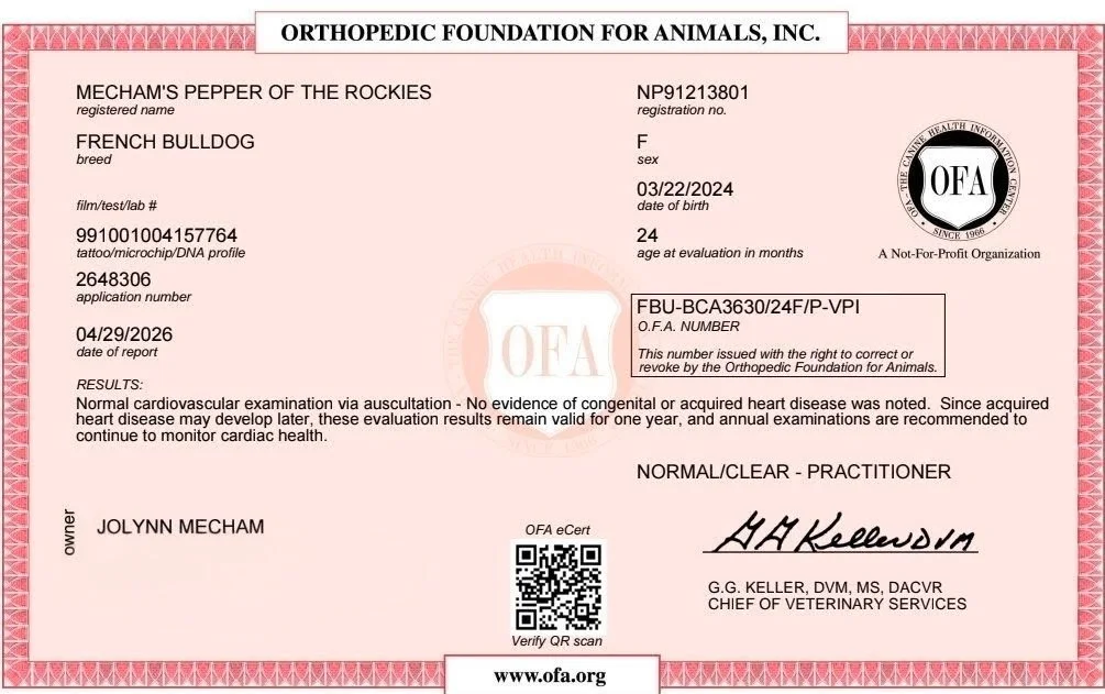 Veterinary medical report for a French Bulldog named Mecham's Pepper of the Rockies, issued by the Orthopedic Foundation for Animals. It includes the dog's registration number, sex, date of birth, age, tattoo/microchip/DNA profile number, application