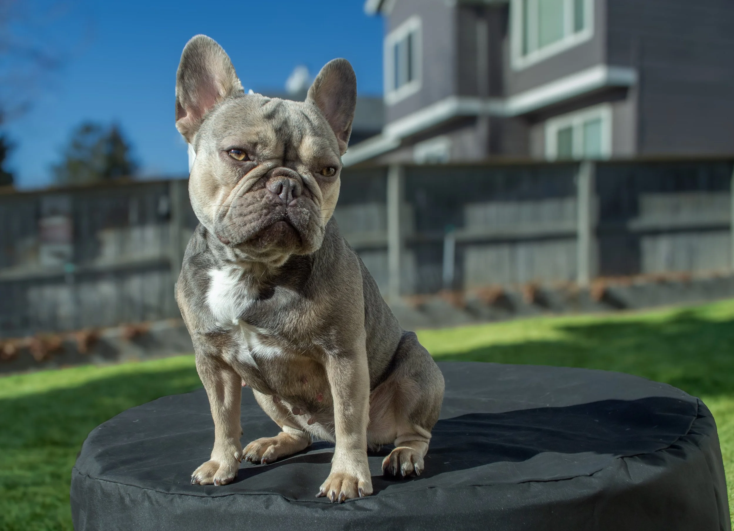 A French Bulldog sitting on a black table outdoors with a modern building in the background.