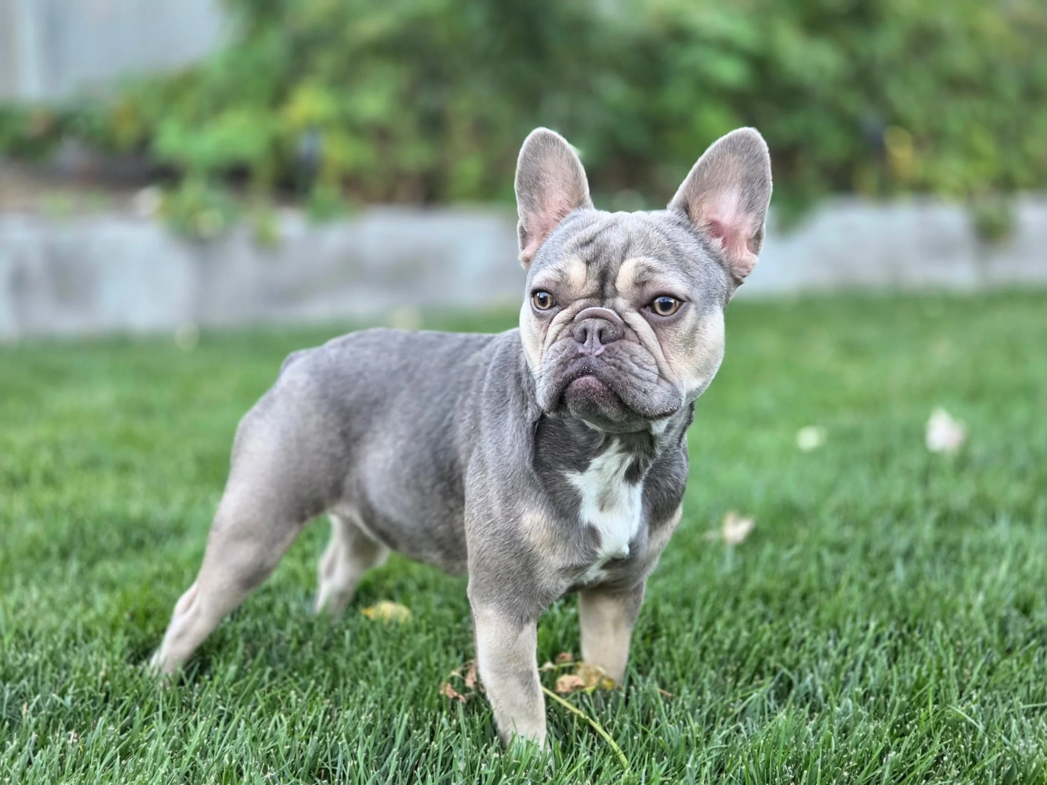 A gray French Bulldog standing on green grass with a blurred outdoor background, looking at the camera with one eye slightly closed.