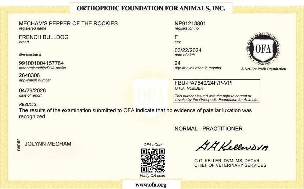 Veterinary ophthalmology test report for a French Bulldog named Mecham's Pepper of the Rockies, indicating no evidence of patellar luxation, issued by the Orthopedic Foundation for Animals.