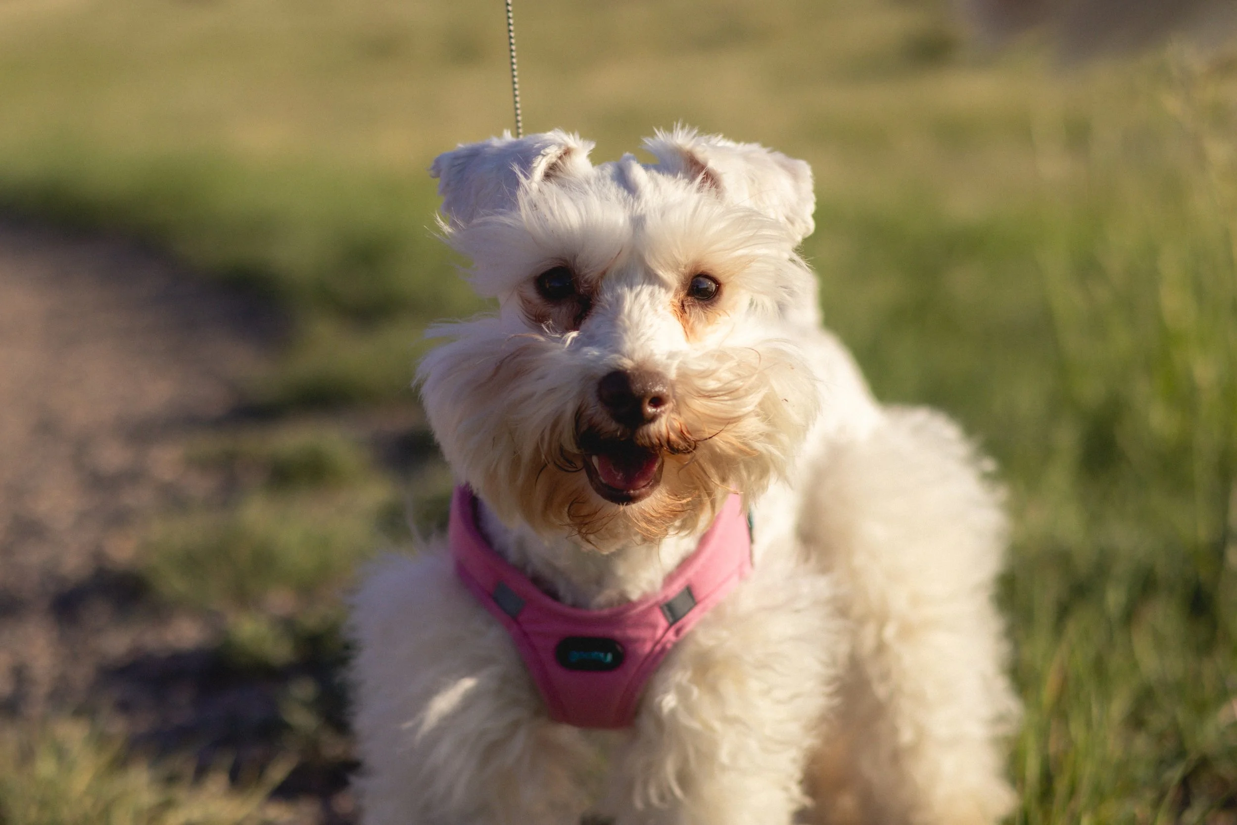 A happy white dog with fluffy fur, wearing a pink harness, outdoors on a grassy area.
