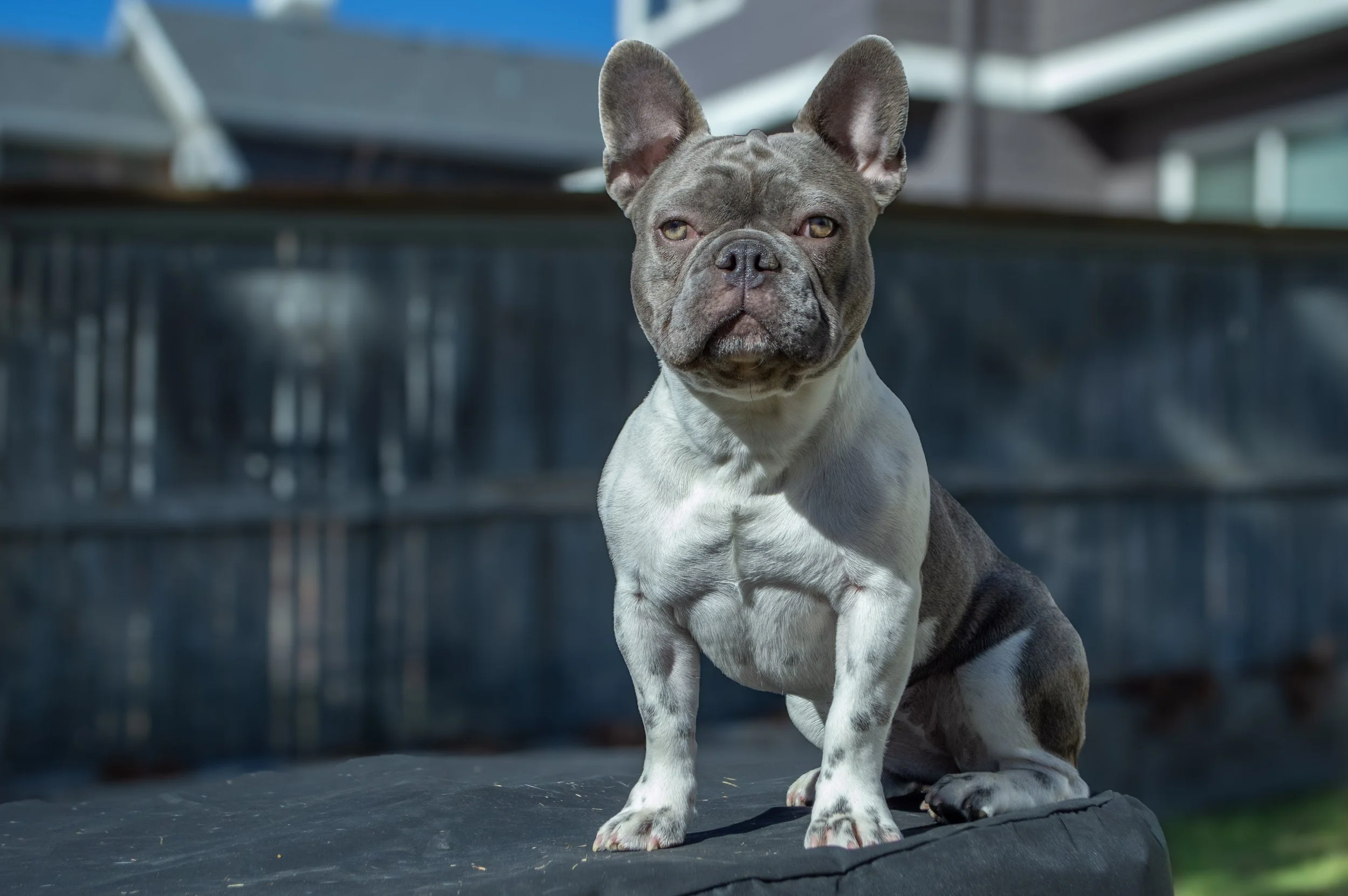 A French Bulldog puppy sitting on a black surface with a blurred outdoor background.