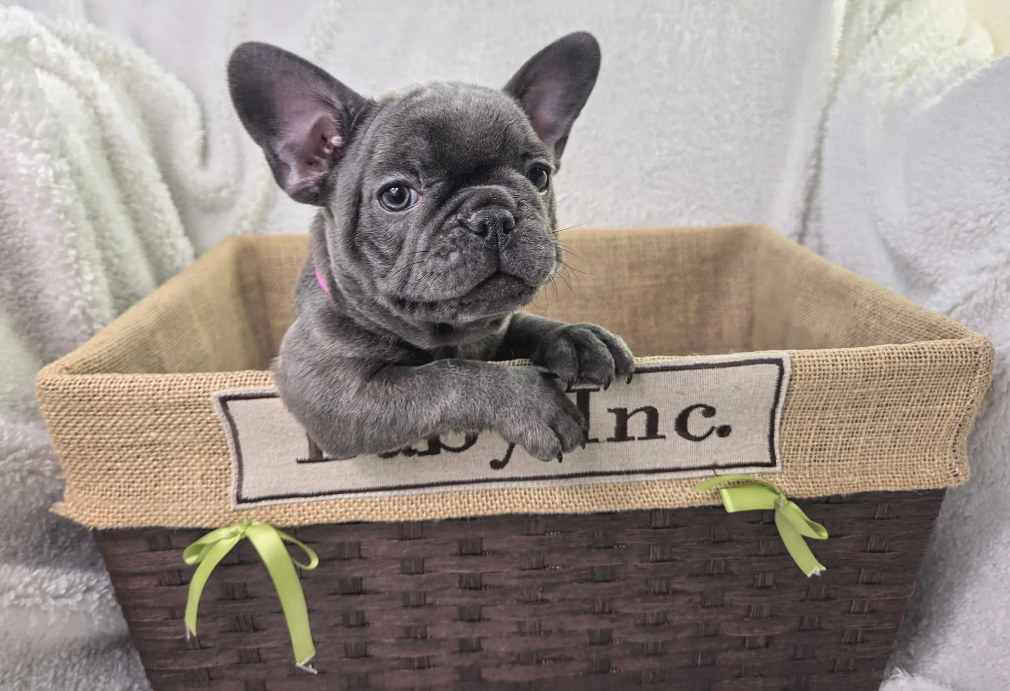 A cute French Bulldog puppy with large ears and a grey coat, sitting in a woven basket with green ribbons on the sides, against a soft white background.