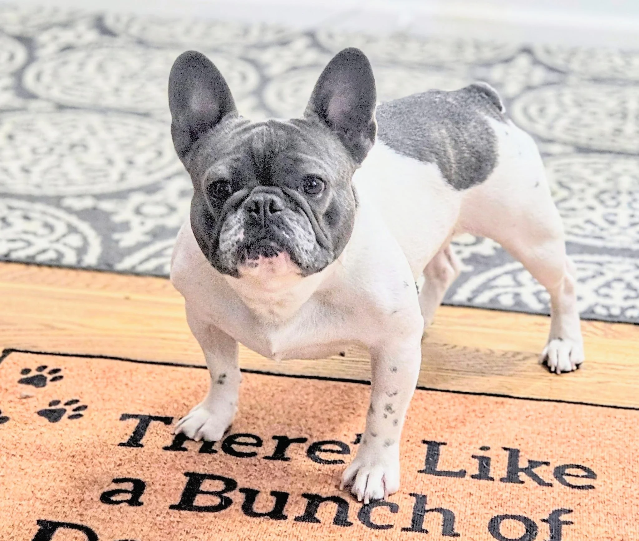 Close-up of a French Bulldog with a blue face and black nose, standing on a doormat with paw prints and words, on a wooden floor.