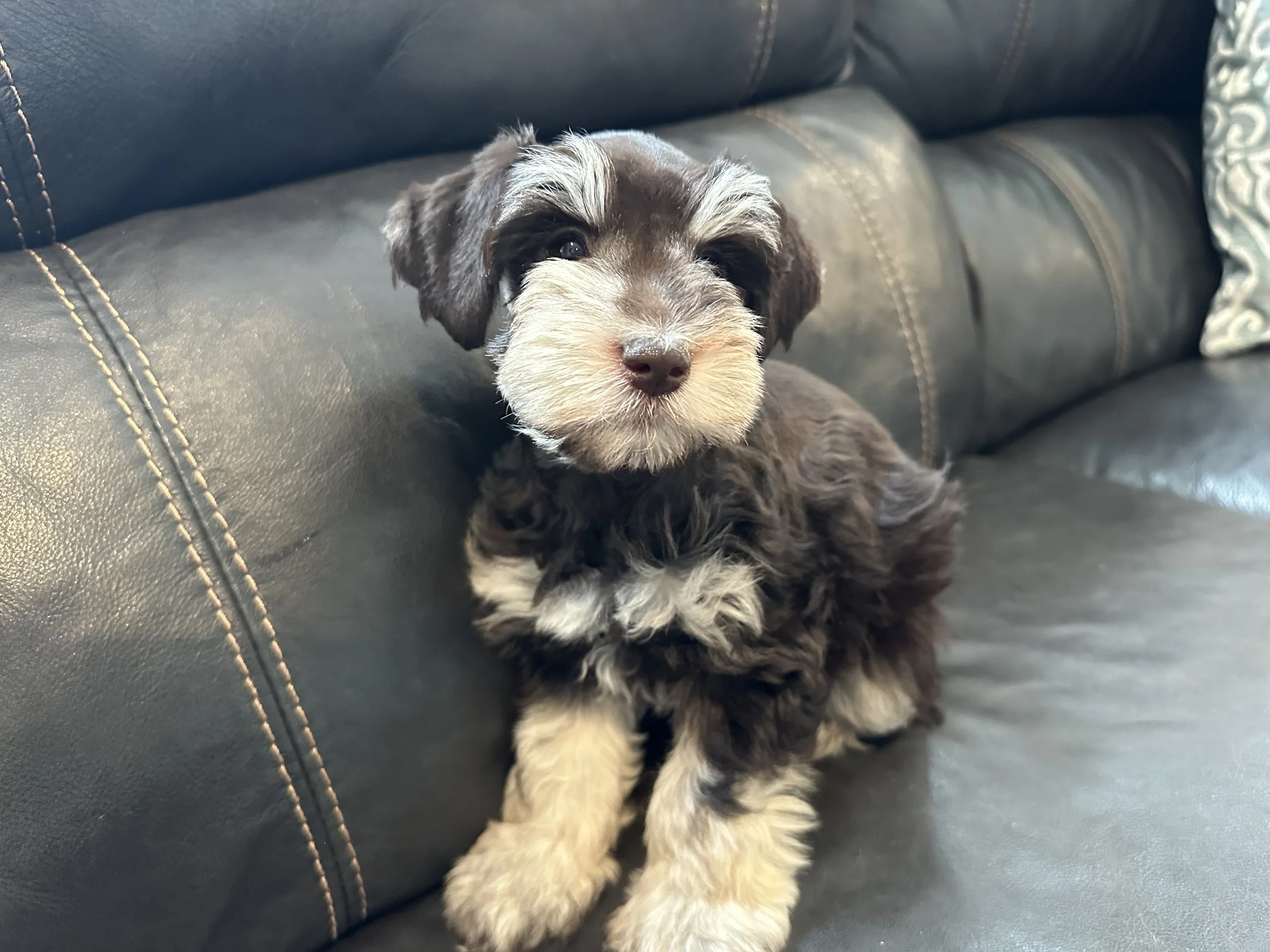 A cute puppy with black, gray, and white fur lying on a dark leather sofa with stitched seams, looking at the camera.