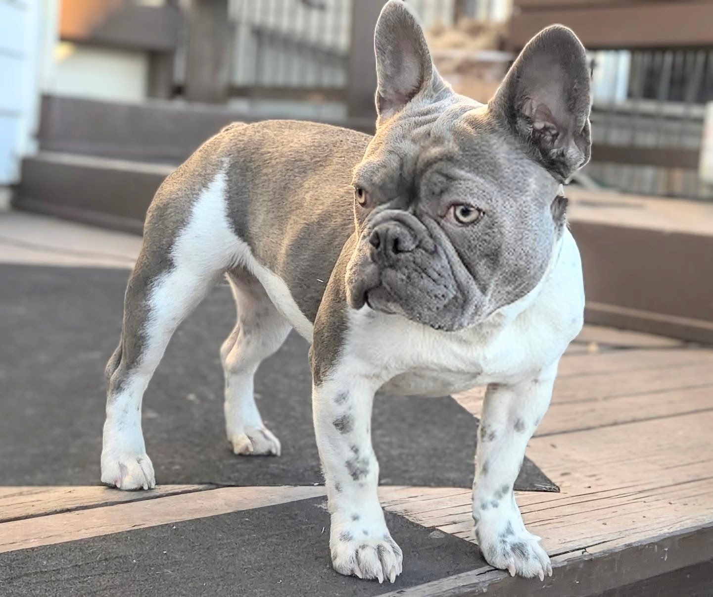 A French Bulldog standing on a wooden and asphalt outdoor surface, with a blurred background of a deck or porch.
