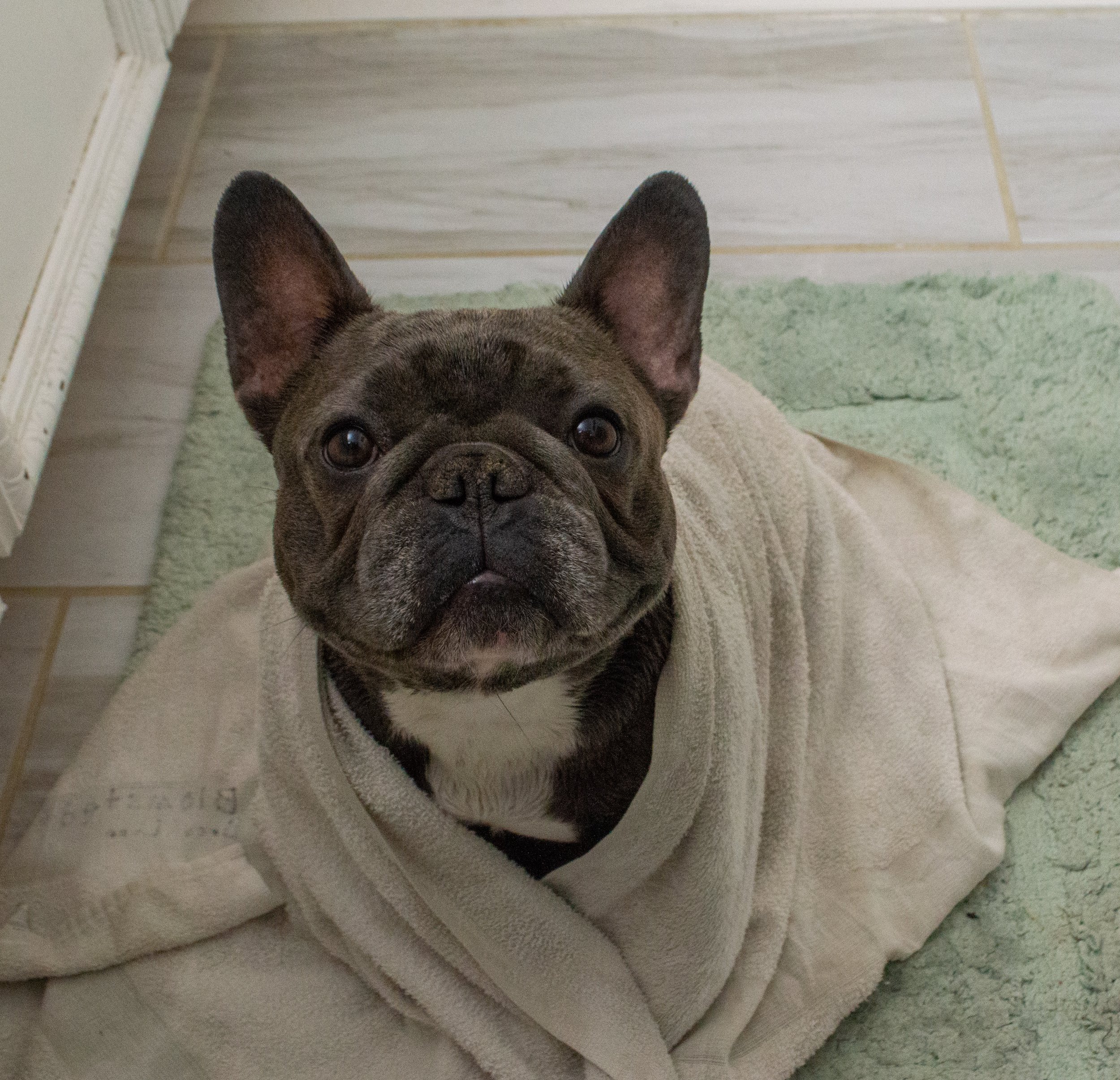 Close-up of a French Bulldog puppy with large ears and dark eyes lying on a soft, light-colored pet bed with a textured surface.