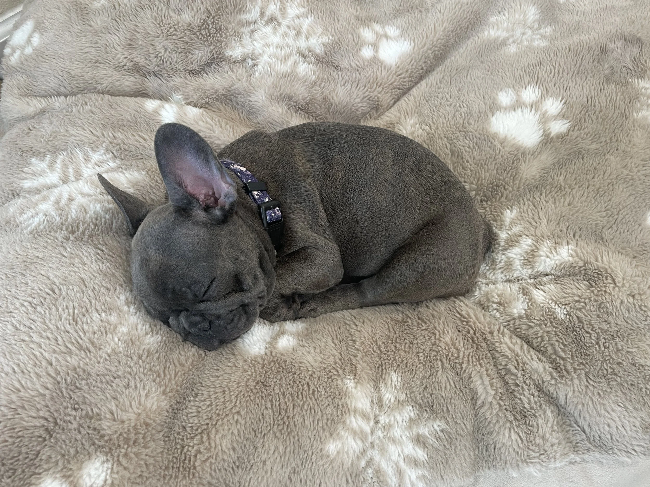 A puppy with a gray coat sleeping on a fluffy beige blanket.