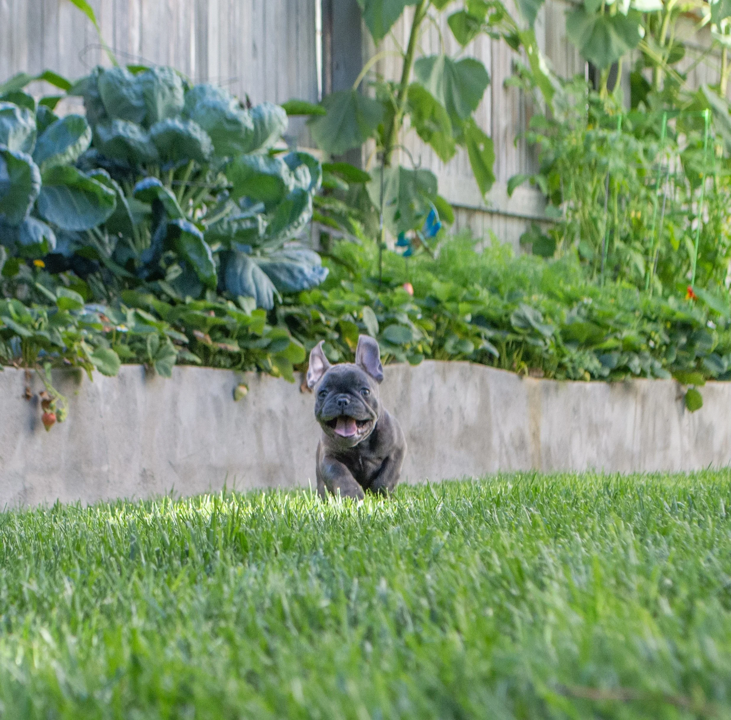 A blue french bulldog with pointy ears and a pink tongue on grass in a garden, partially seen behind a concrete wall, with lush greenery and plants in the background.