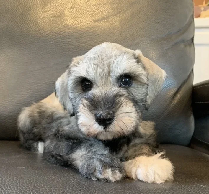 A cute puppy with gray and light fur, resting on a dark gray leather couch, looking directly at the camera.