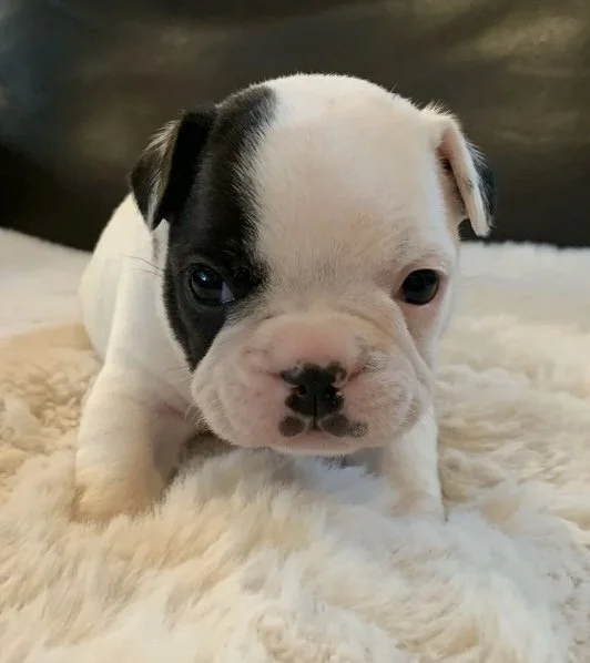 Adorable black and white French Bulldog puppy lying on a soft, fluffy surface.