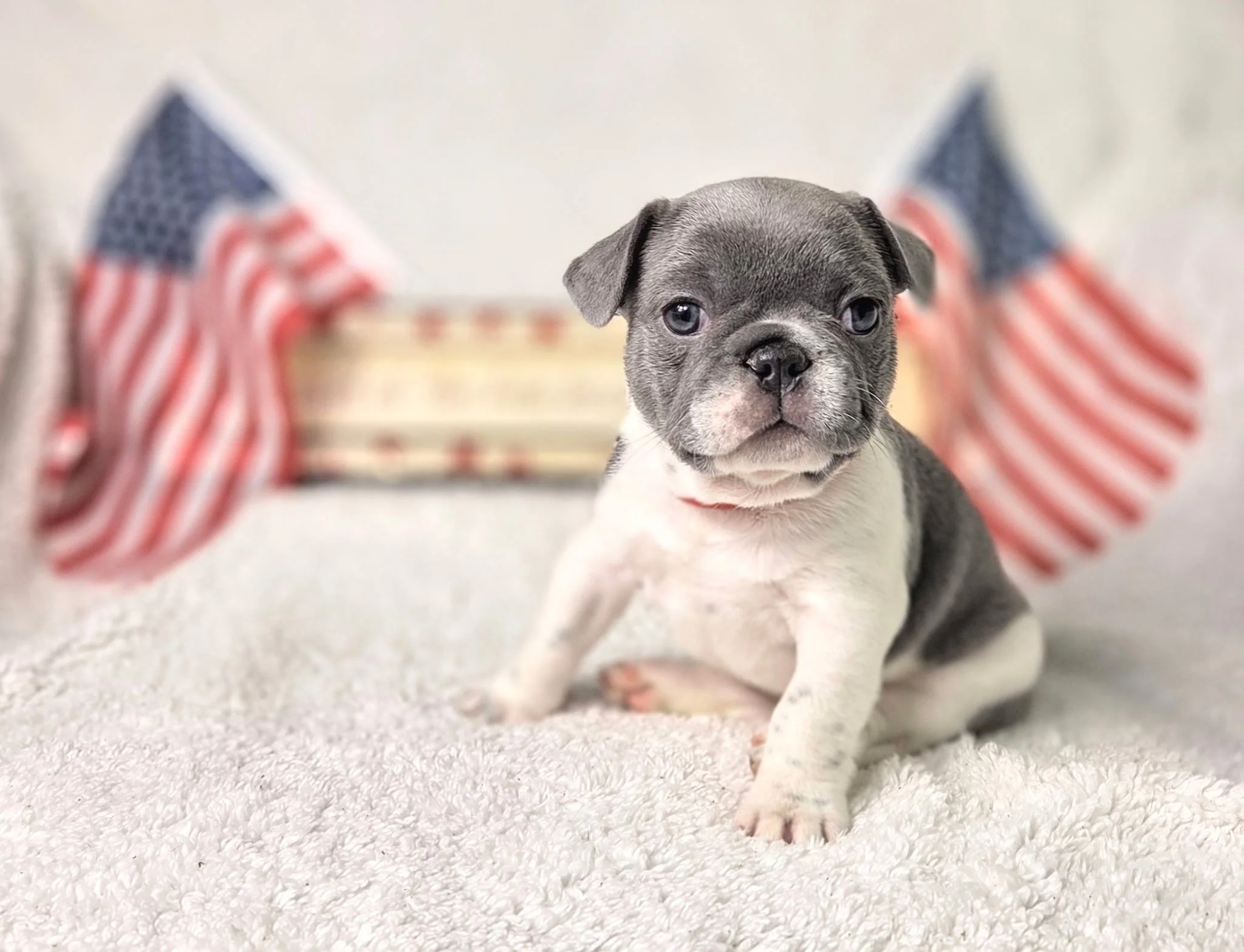 A cute puppy with a blue coat and white chest standing on white carpet floor, looking at the camera, with American flags blurred in the background.
